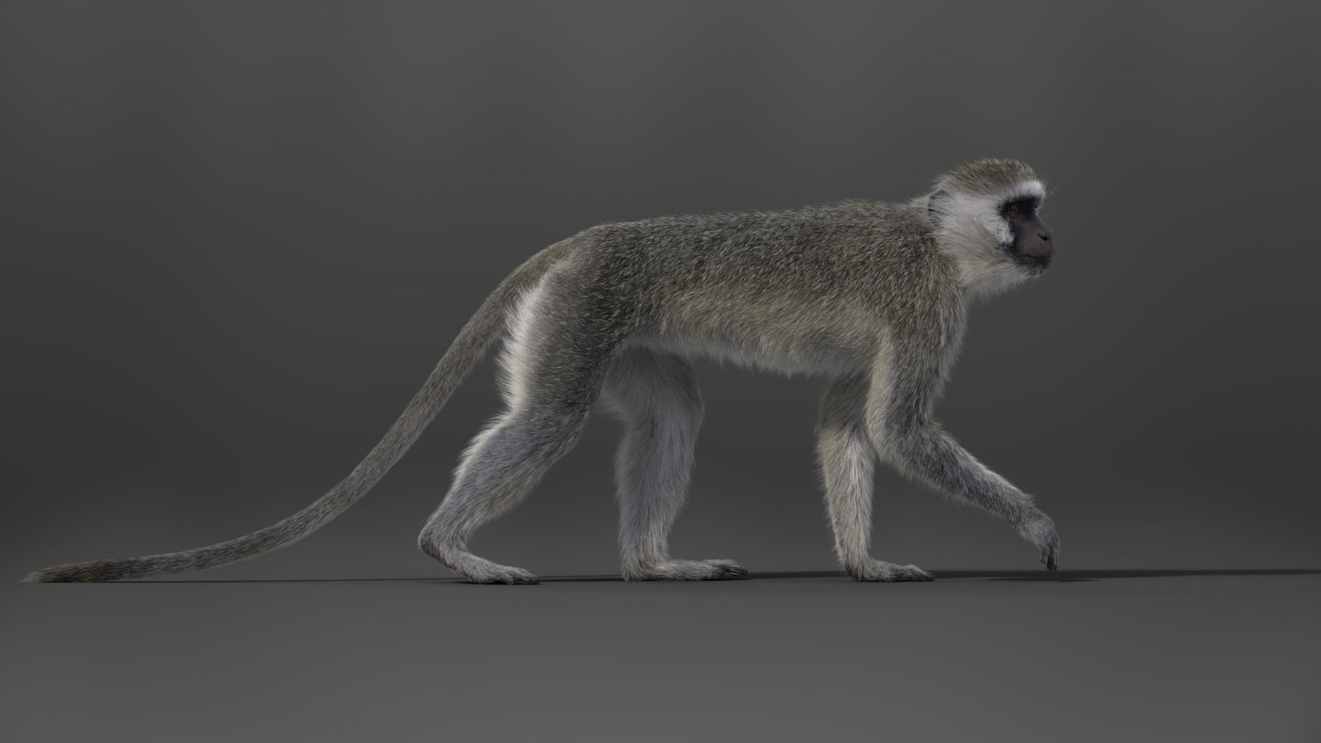 Vervet Monkey Animation VFX Grace 3D model_11