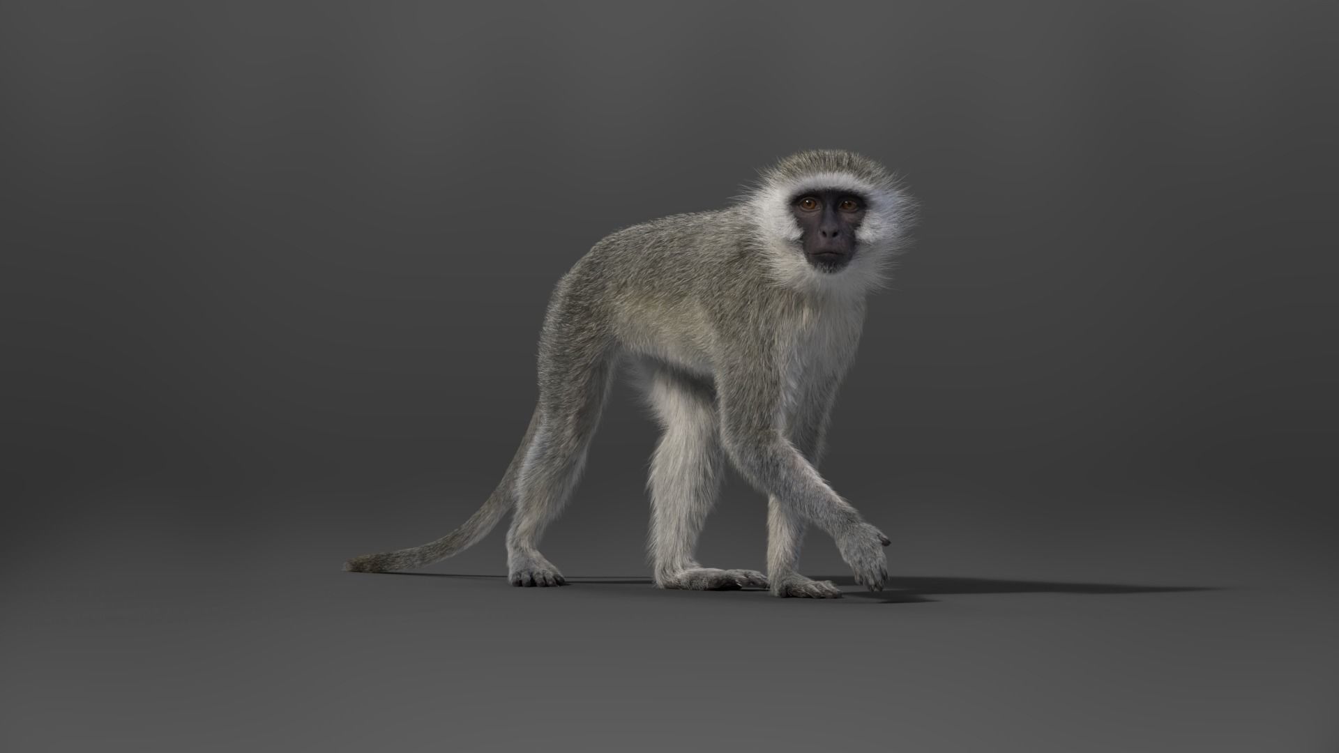 Vervet Monkey Animation VFX Grace 3D model_10