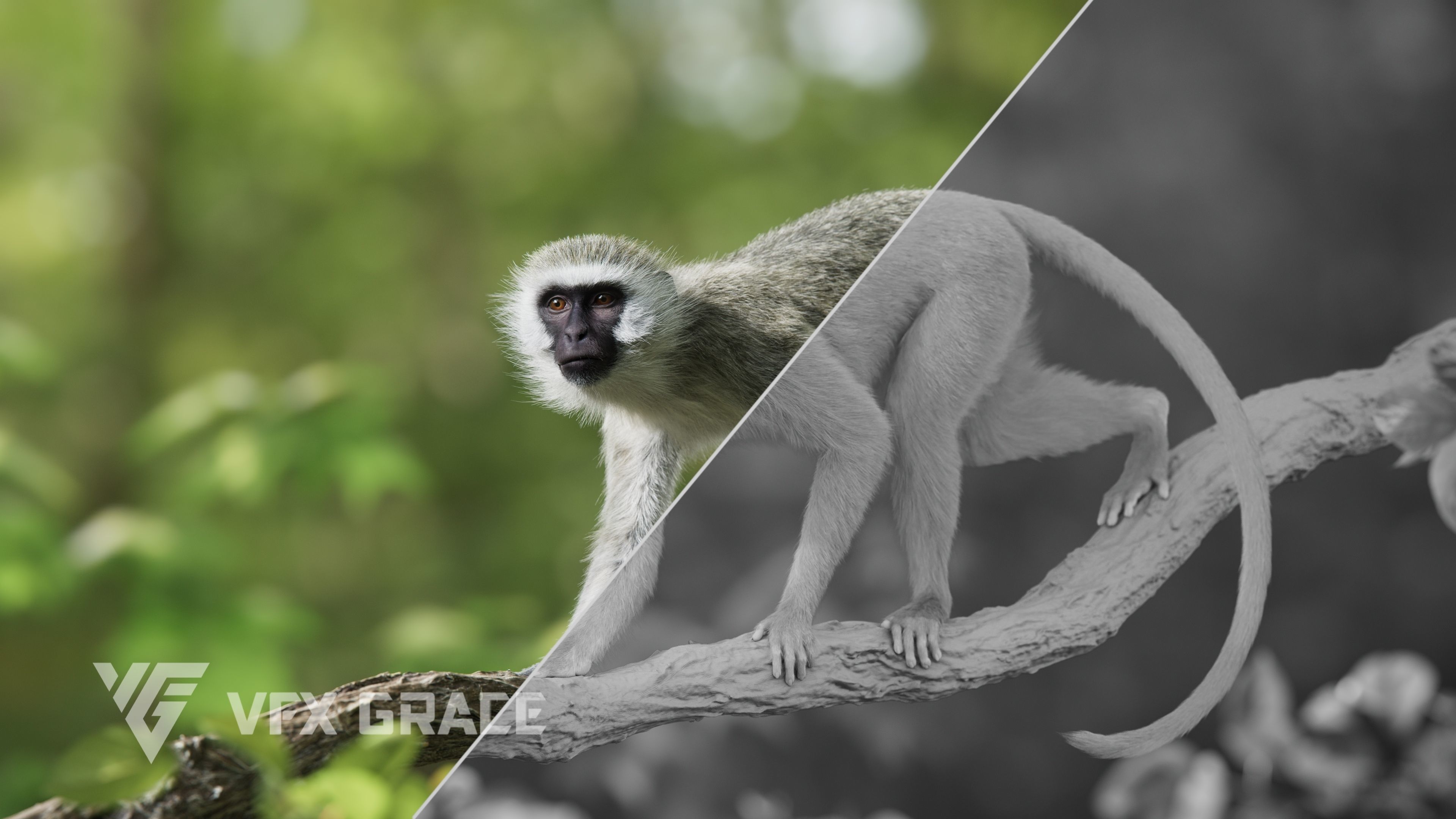 Vervet Monkey Animation VFX Grace 3D model_5