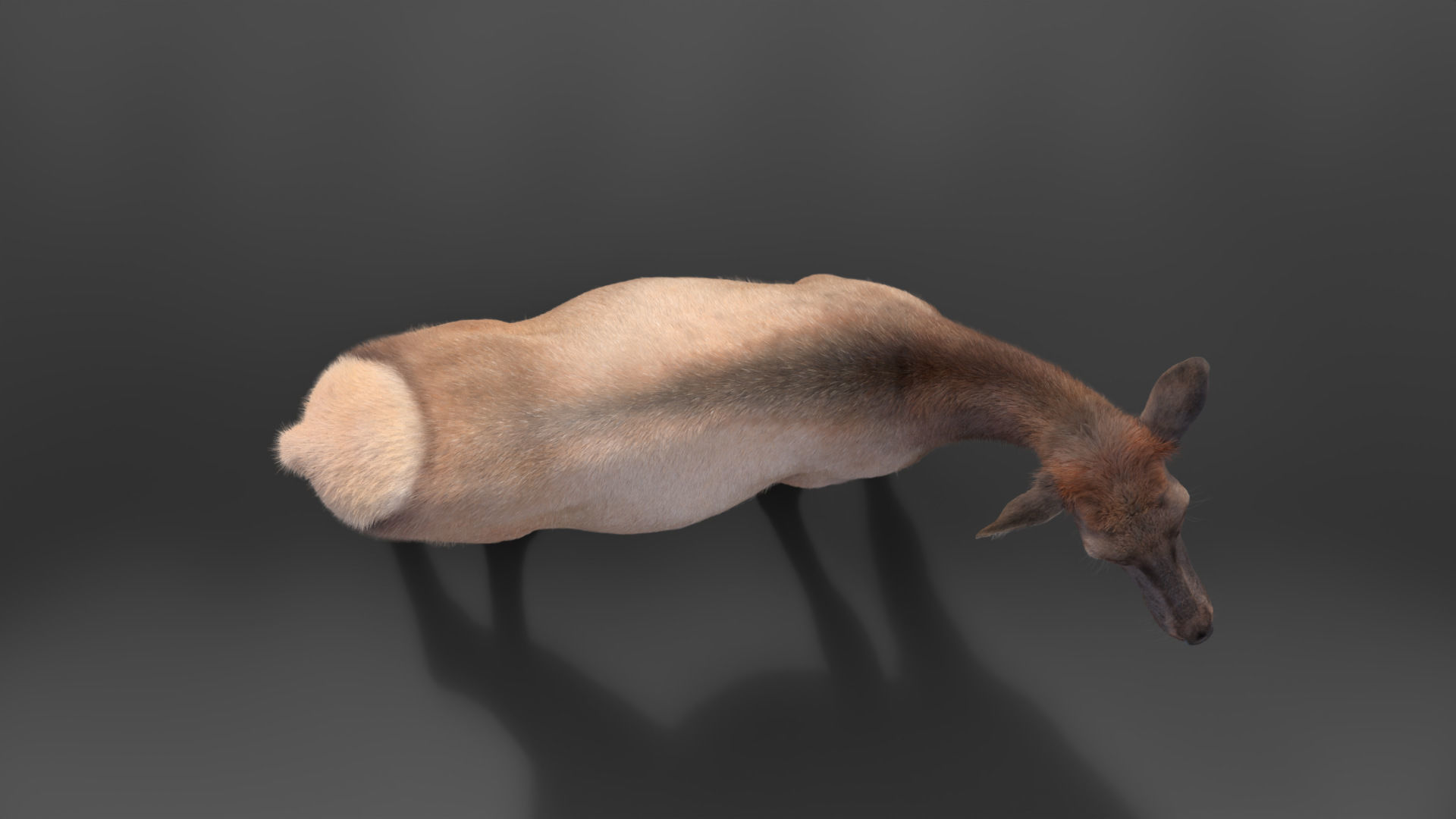 Female Canadian Deer Animation VFX Grace 3D model_11