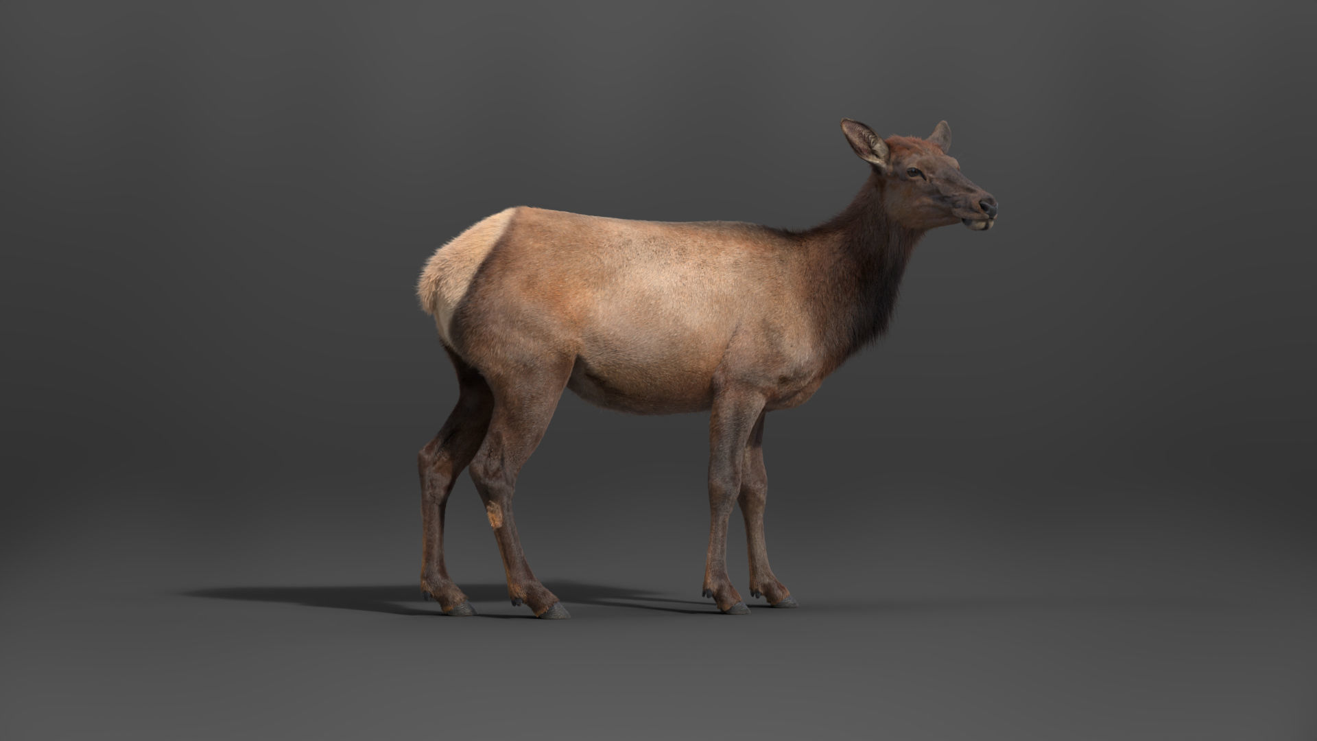 Female Canadian Deer Animation VFX Grace 3D model_9