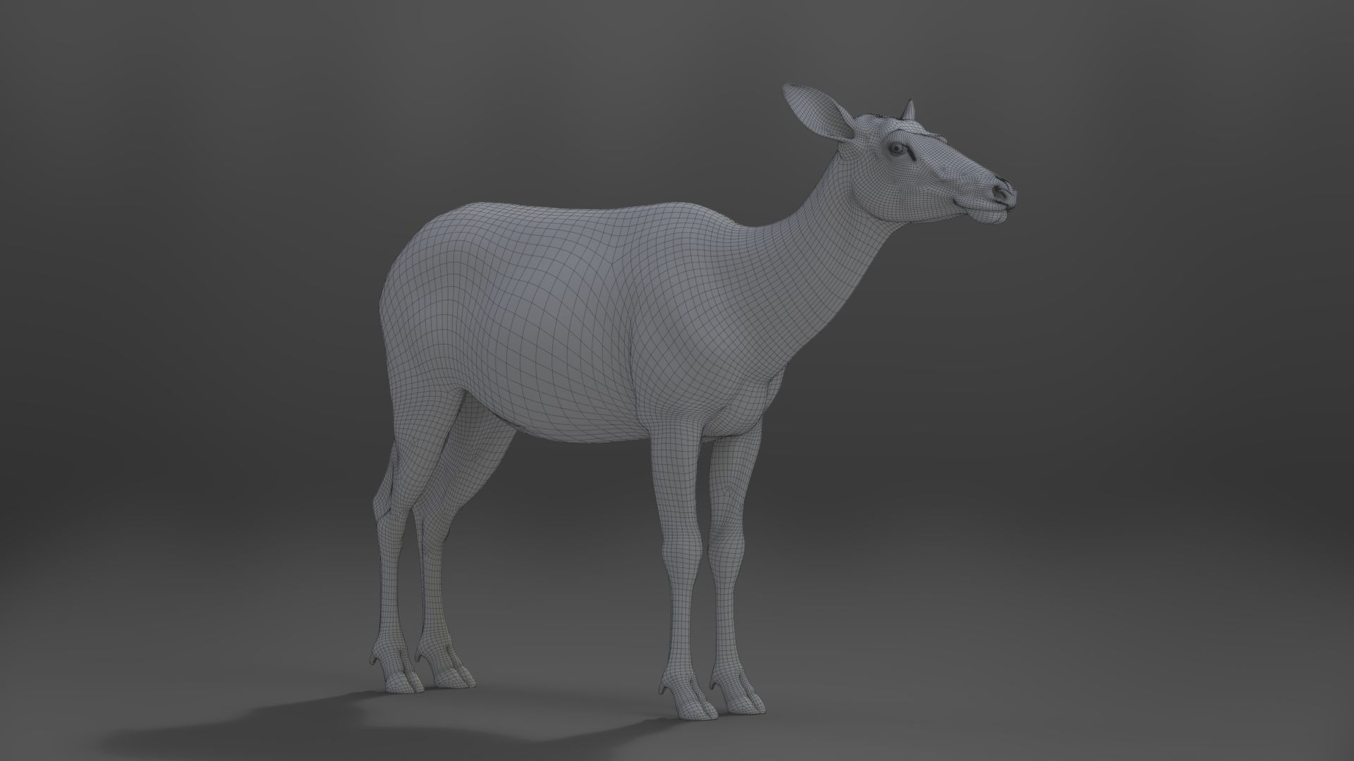 Female Canadian Deer Animation VFX Grace 3D model_24