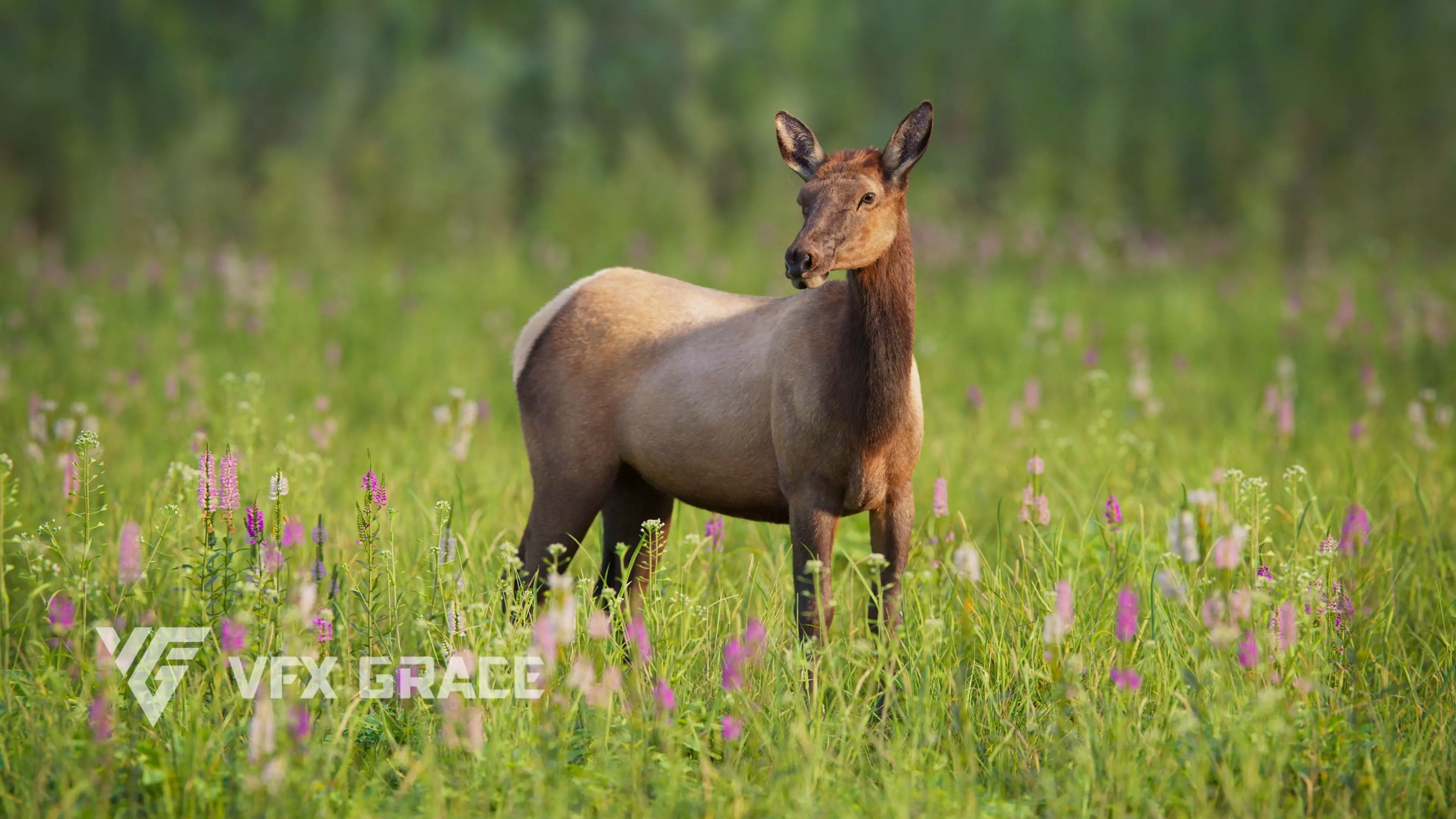 Female Canadian Deer Animation VFX Grace 3D model_0