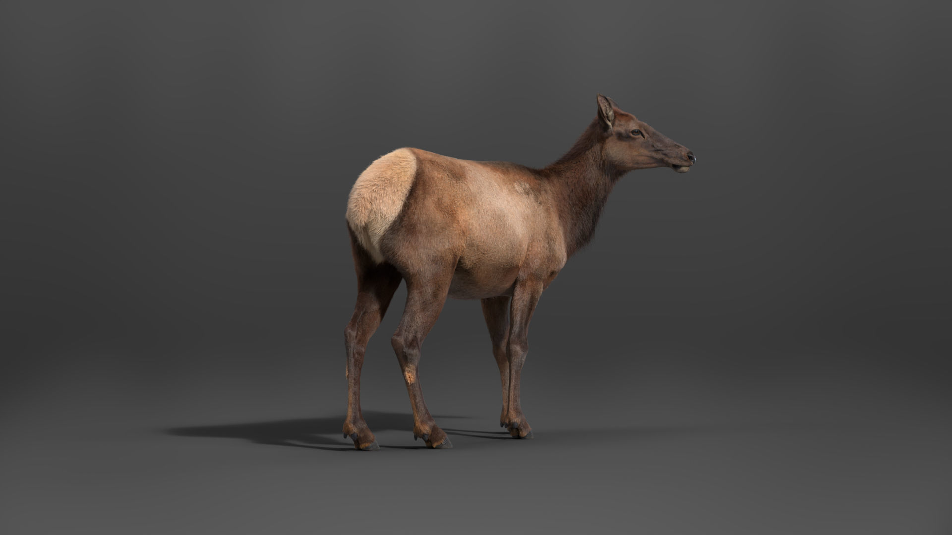 Female Canadian Deer Animation VFX Grace 3D model_8