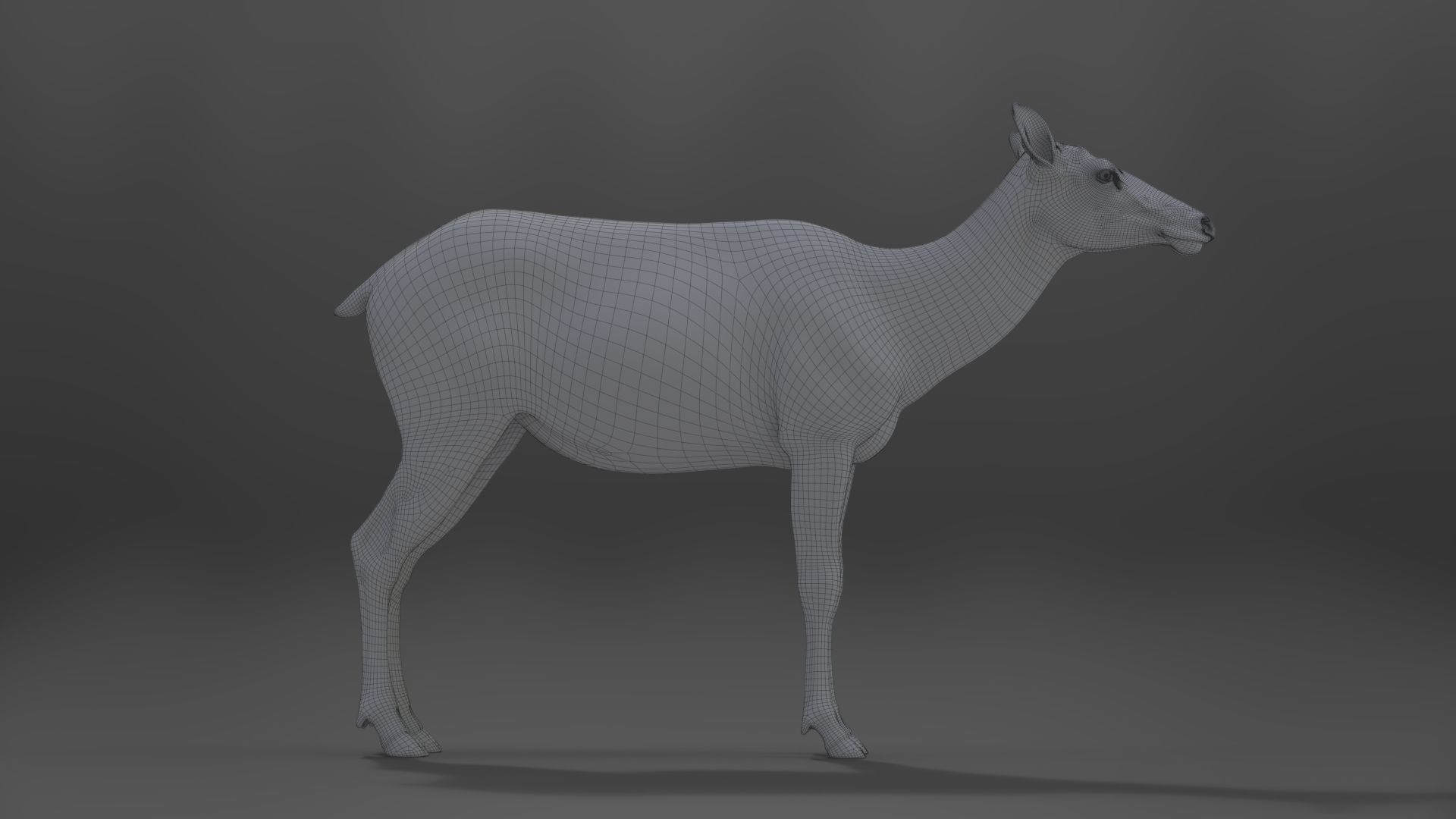 Female Canadian Deer Animation VFX Grace 3D model_25