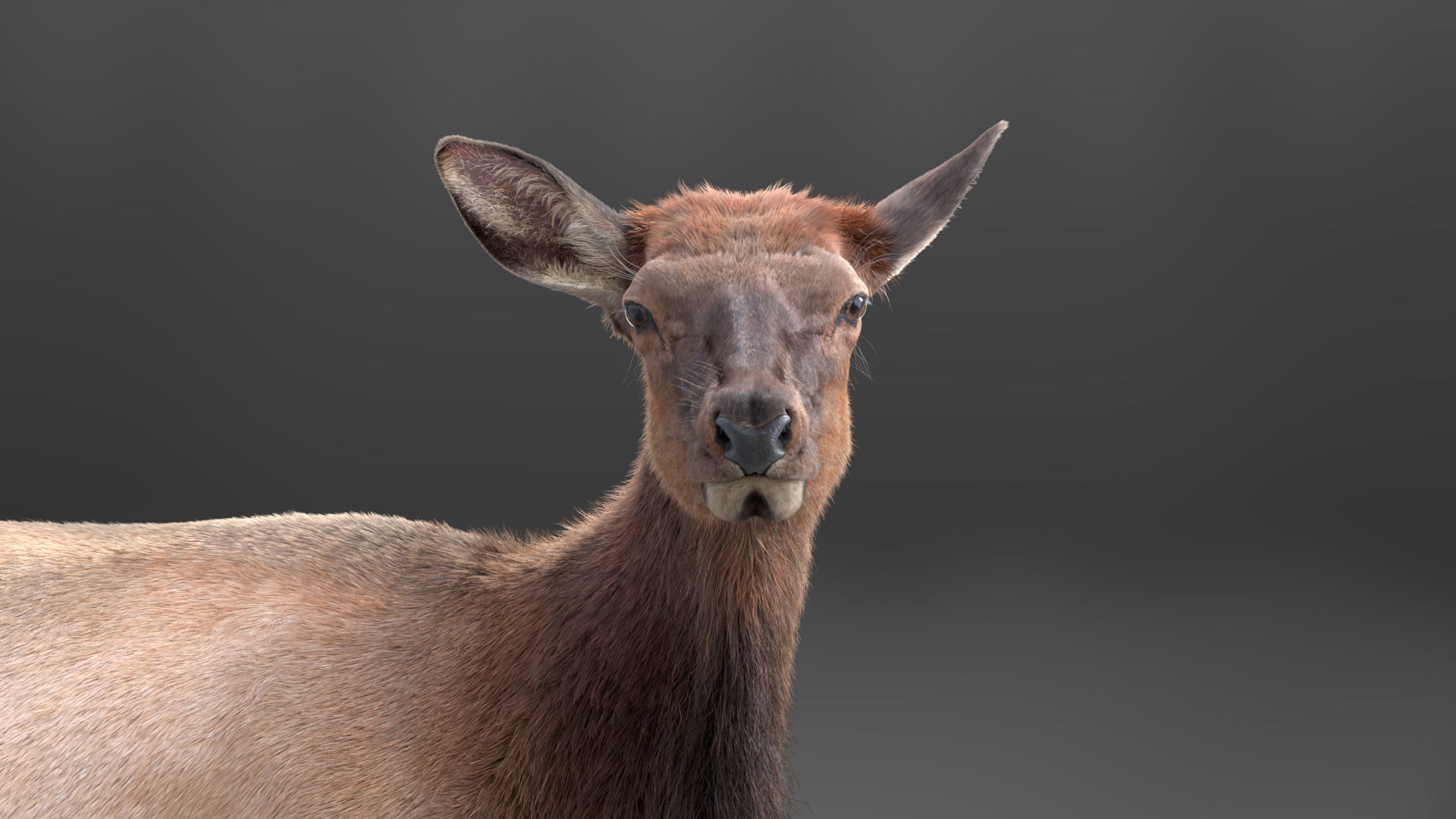 Female Canadian Deer Animation VFX Grace 3D model_13