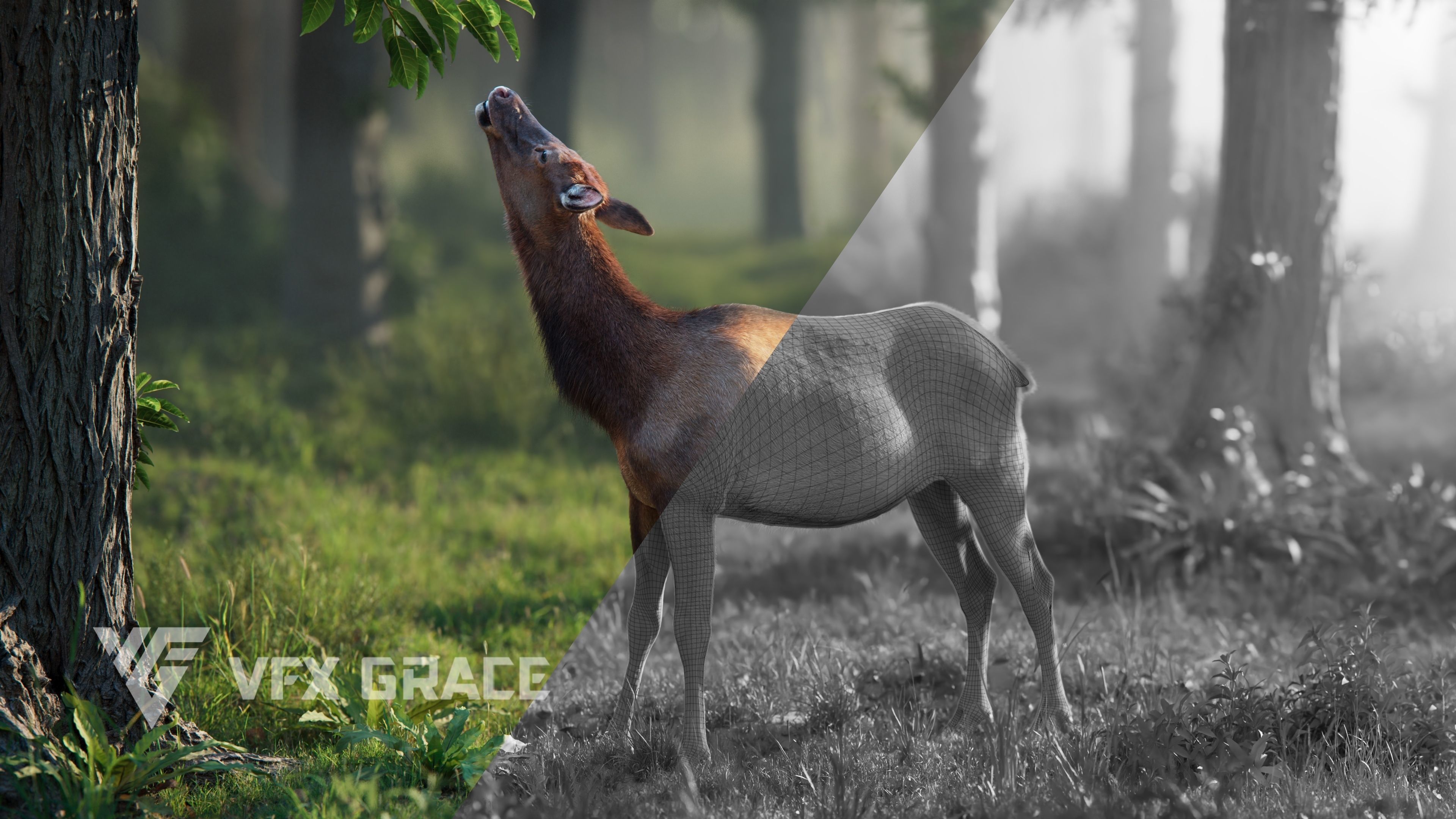 Female Canadian Deer Animation VFX Grace 3D model_3