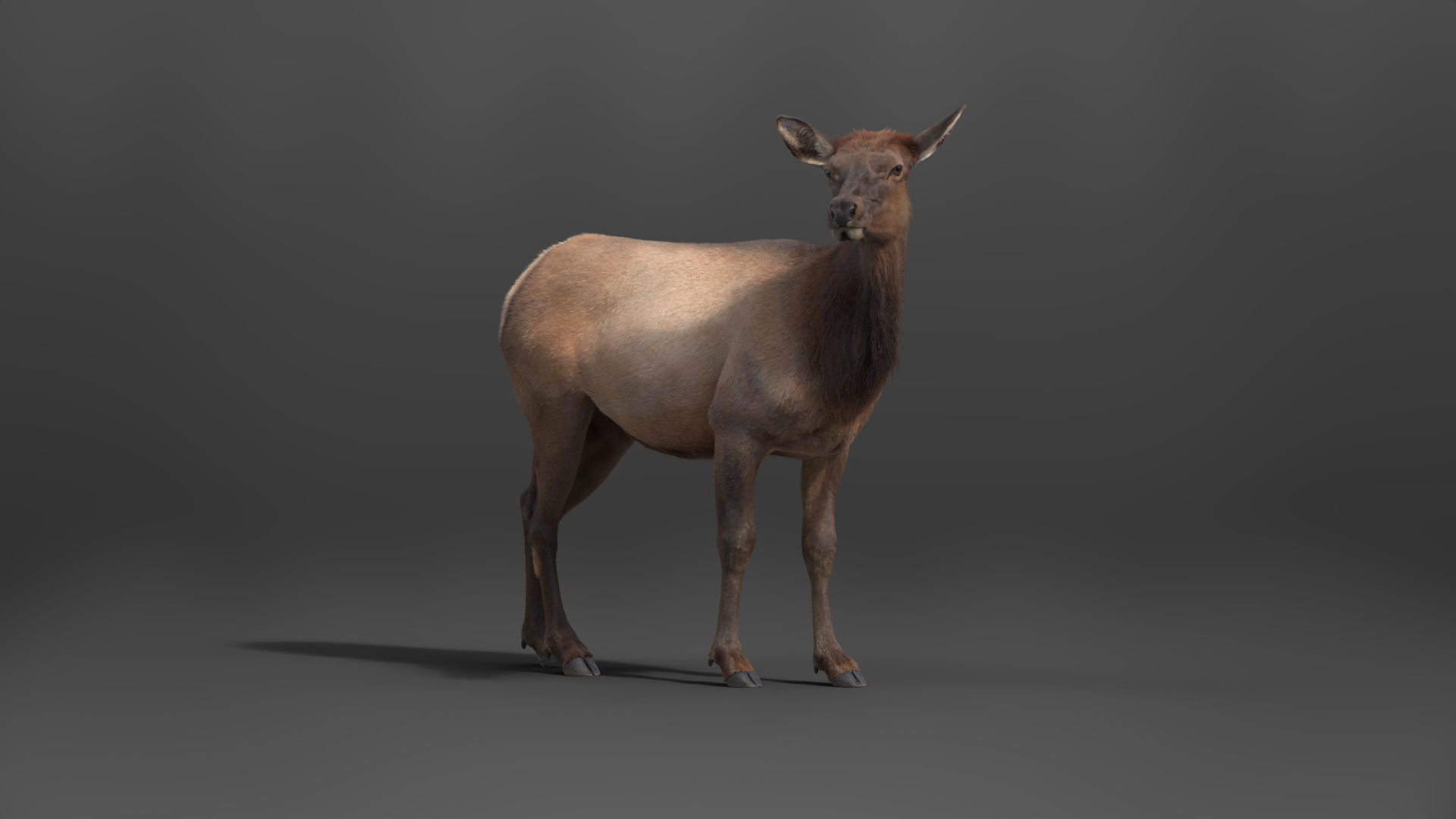 Female Canadian Deer Animation VFX Grace 3D model_10