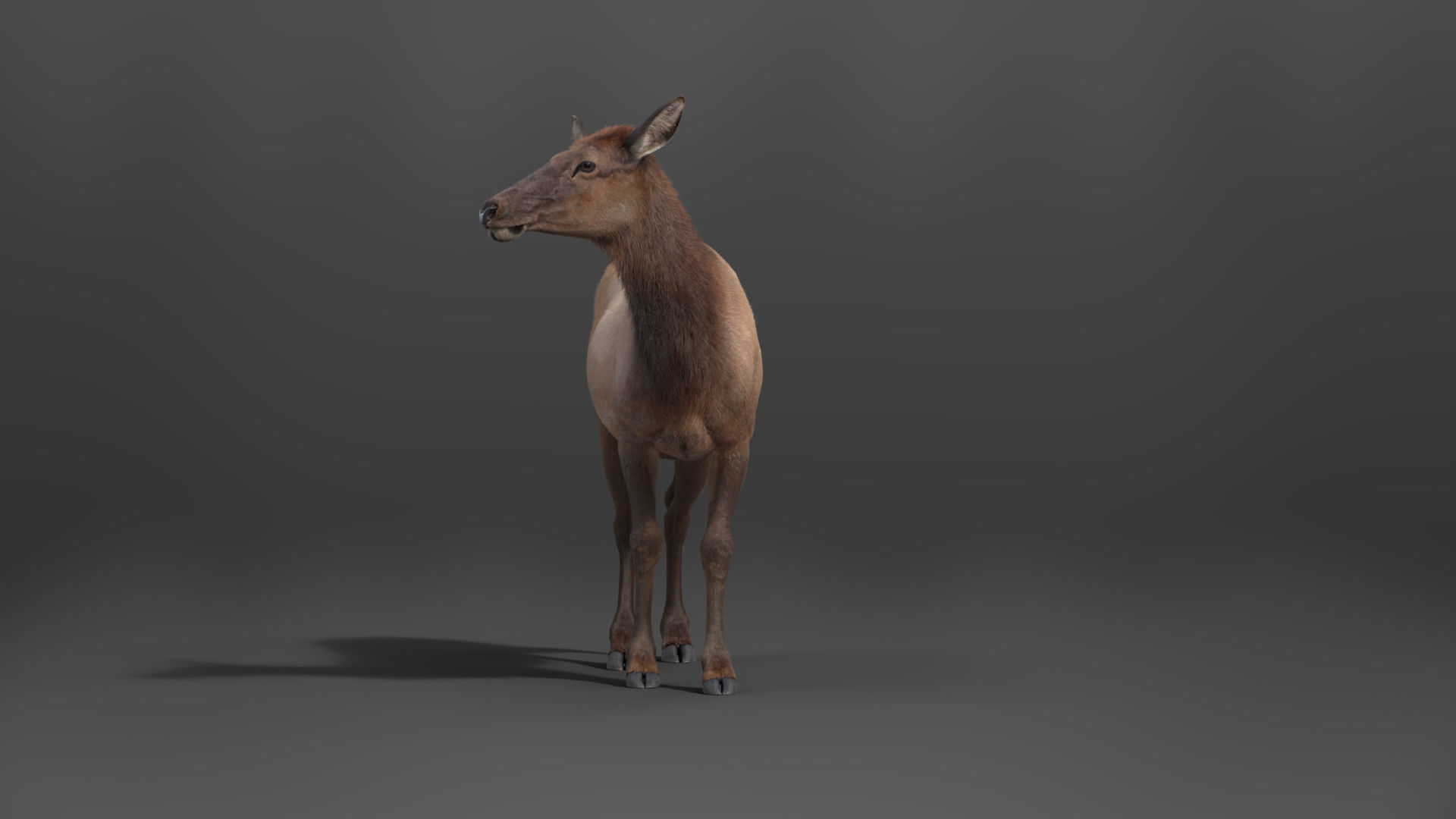 Female Canadian Deer Animation VFX Grace 3D model_4