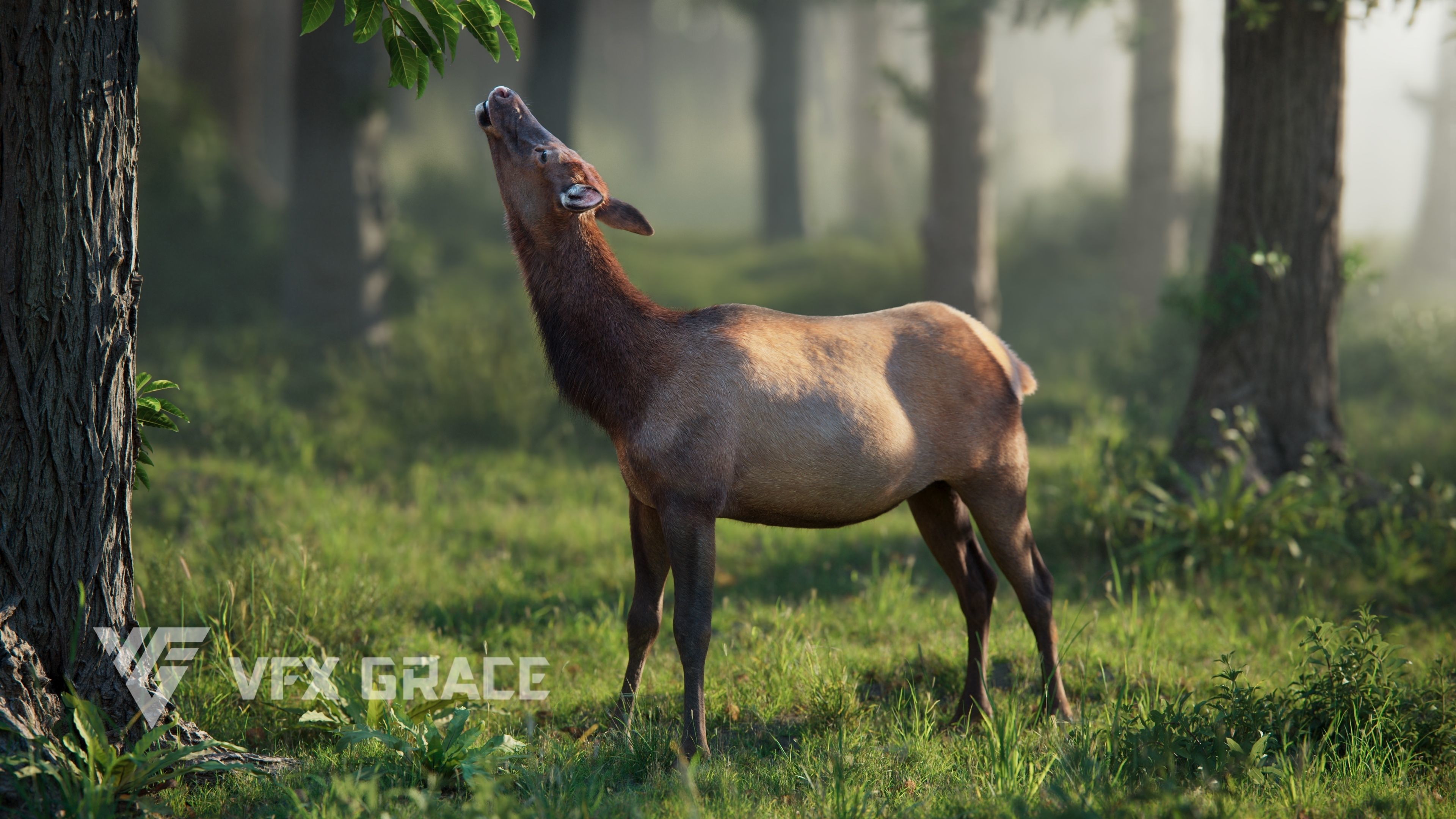 Female Canadian Deer Animation VFX Grace 3D model_2