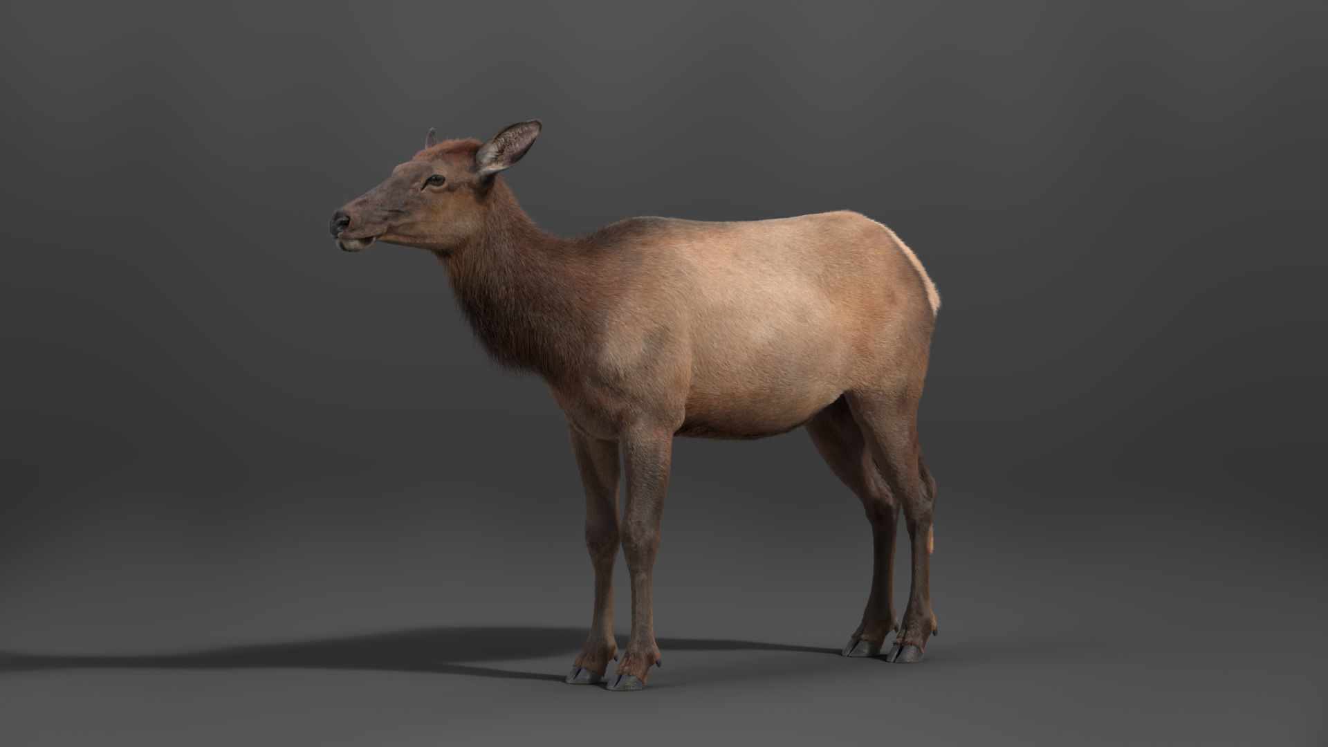 Female Canadian Deer Animation VFX Grace 3D model_12