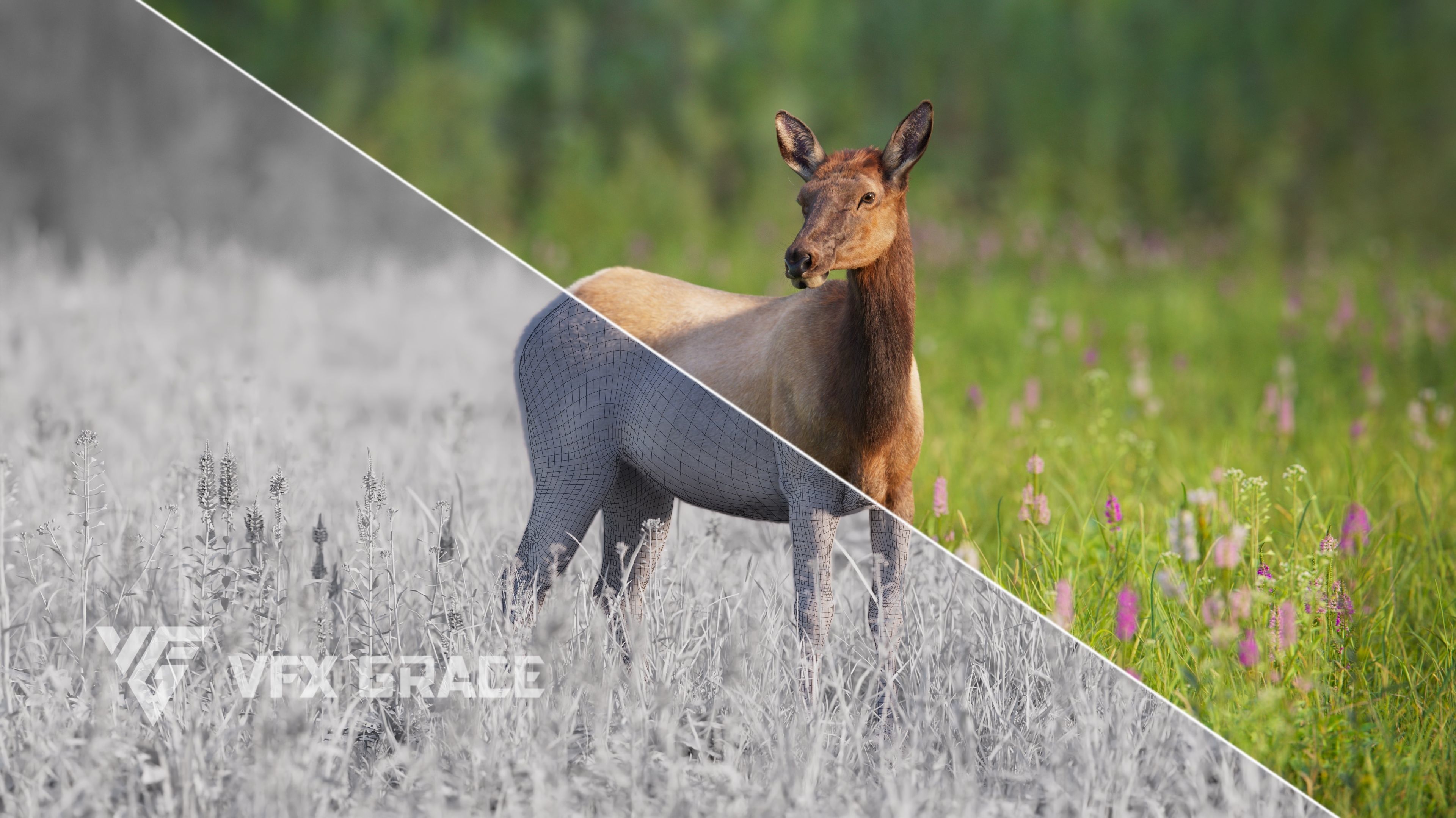 Female Canadian Deer Animation VFX Grace 3D model_1