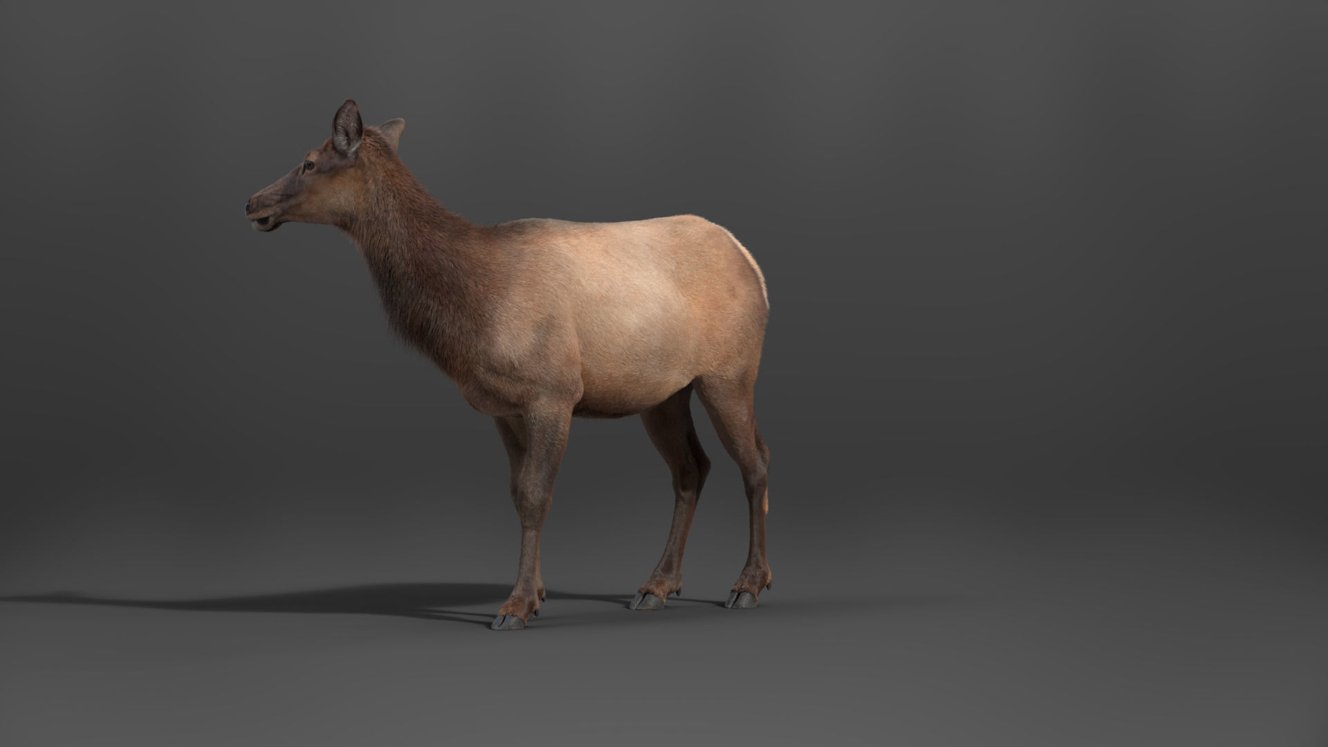 Female Canadian Deer Animation VFX Grace 3D model_5