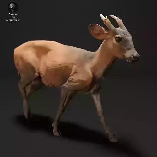 Muntjac Deer Walking 3D print model