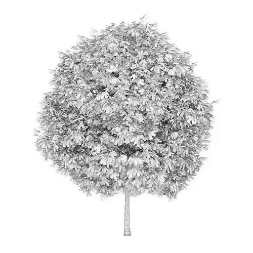 Horse Chestnut 4 Aesculus hippocastanum 45077 3D model