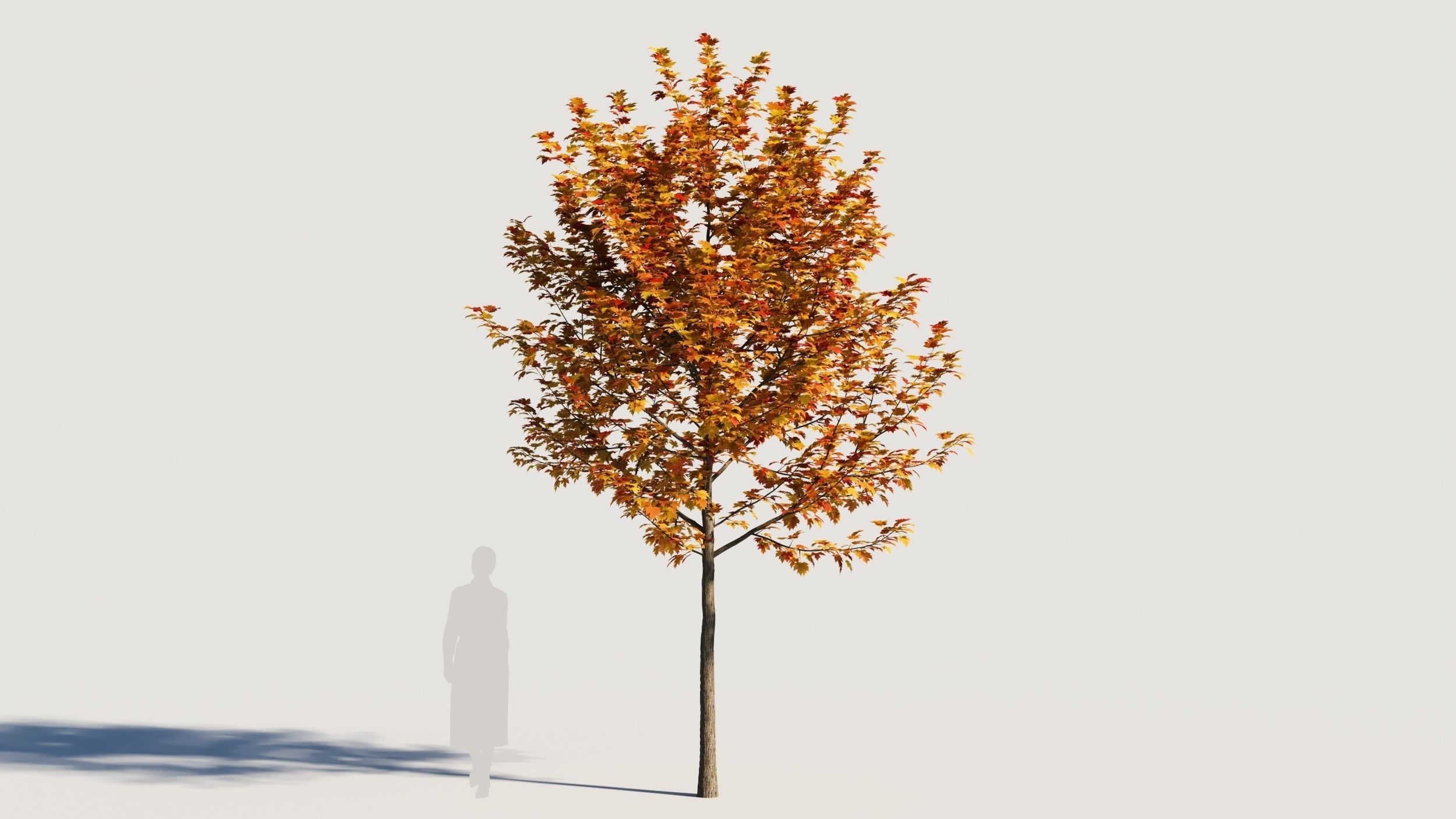 Acer x freemanii-1 3D model_4