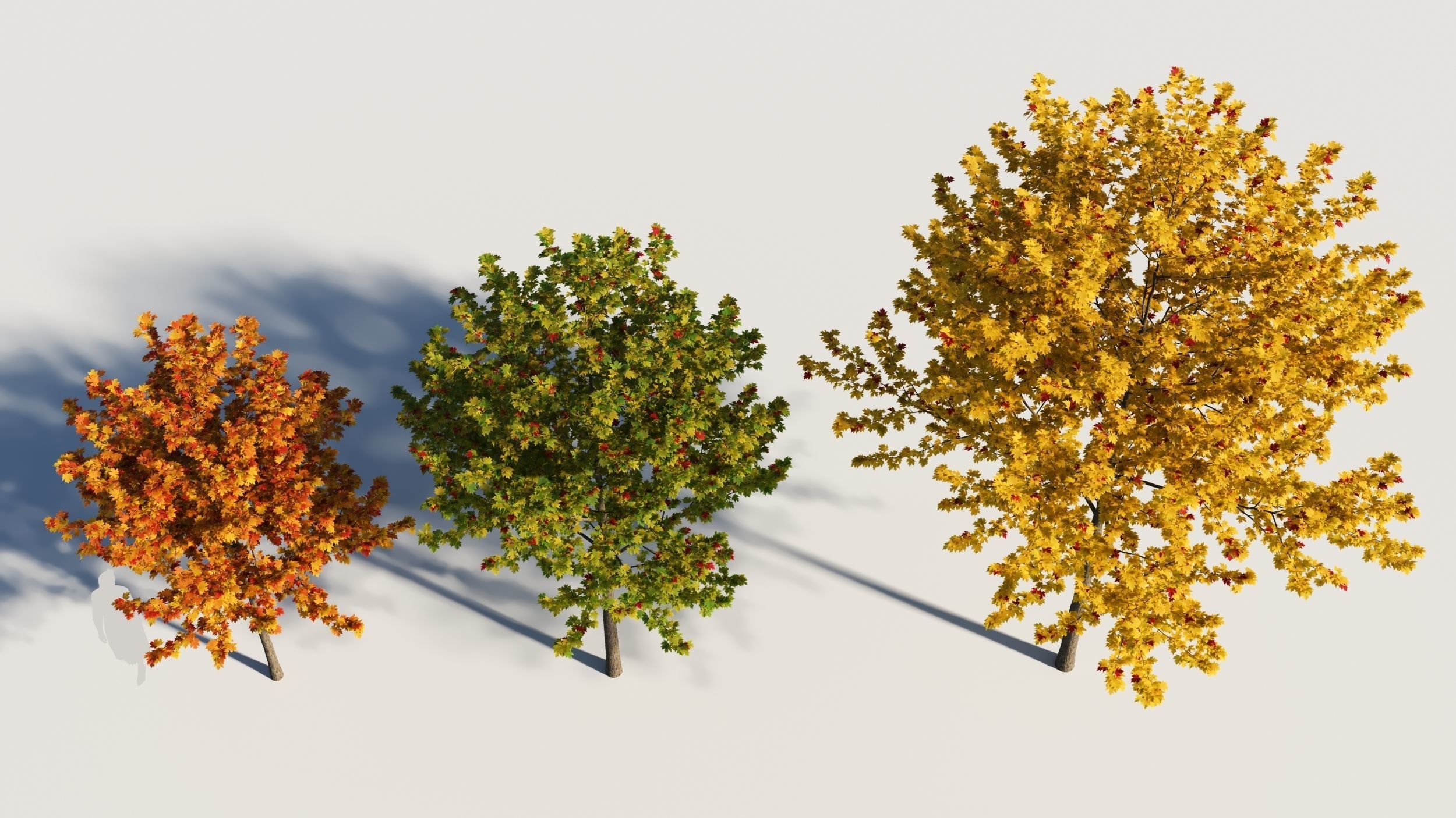 Acer x freemanii-1 3D model_3