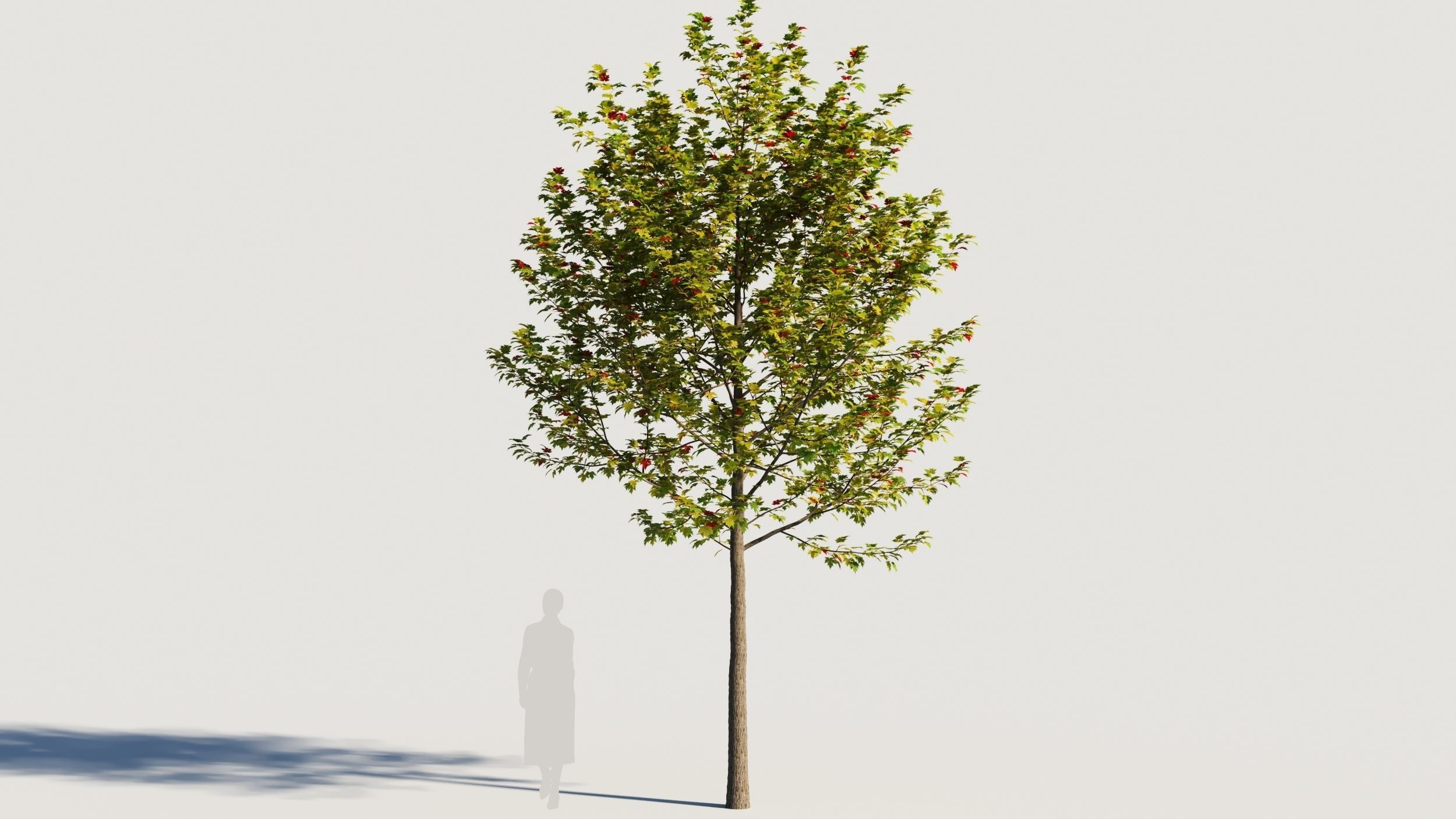 Acer x freemanii-1 3D model_5