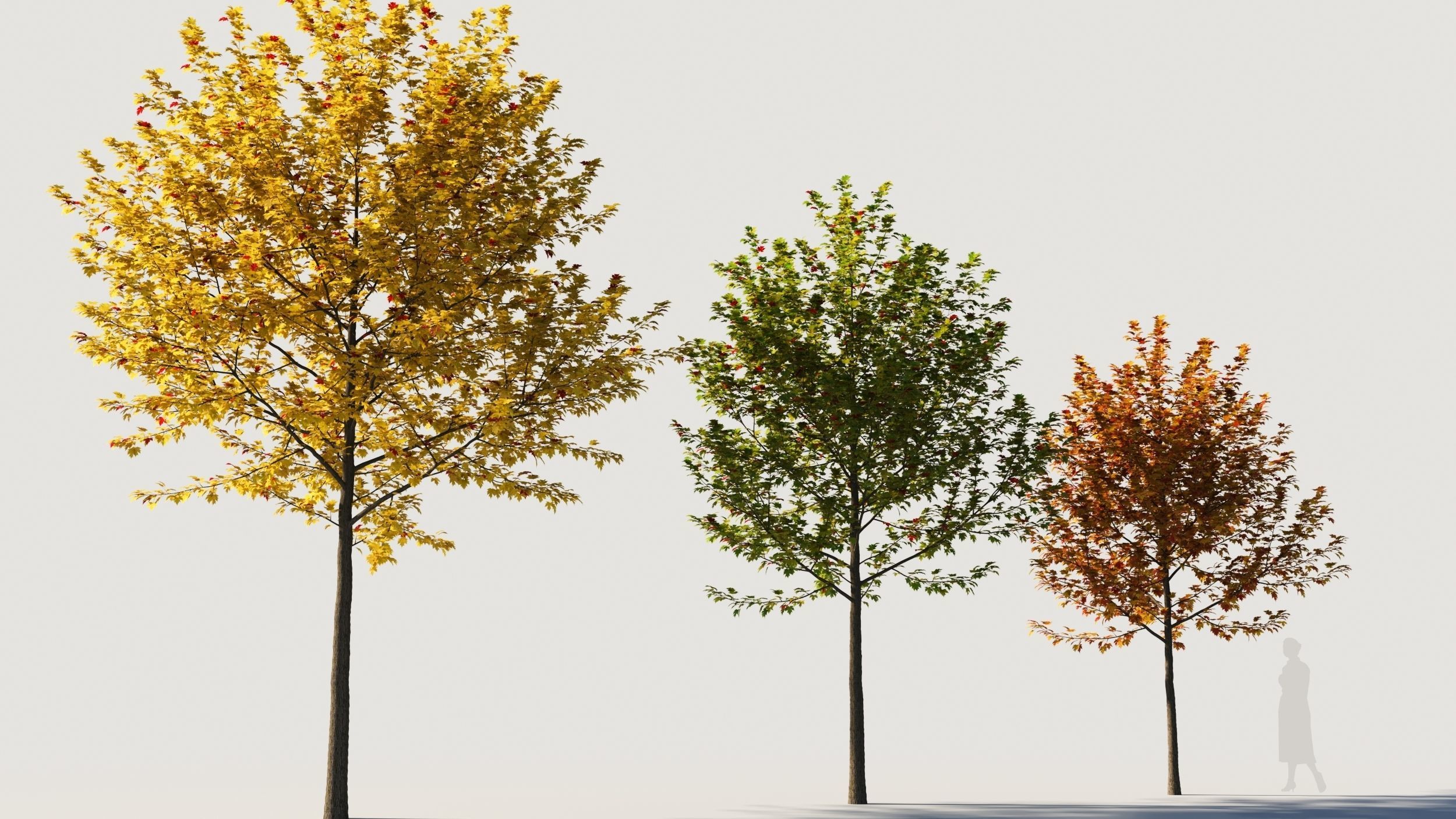 Acer x freemanii-1 3D model_2