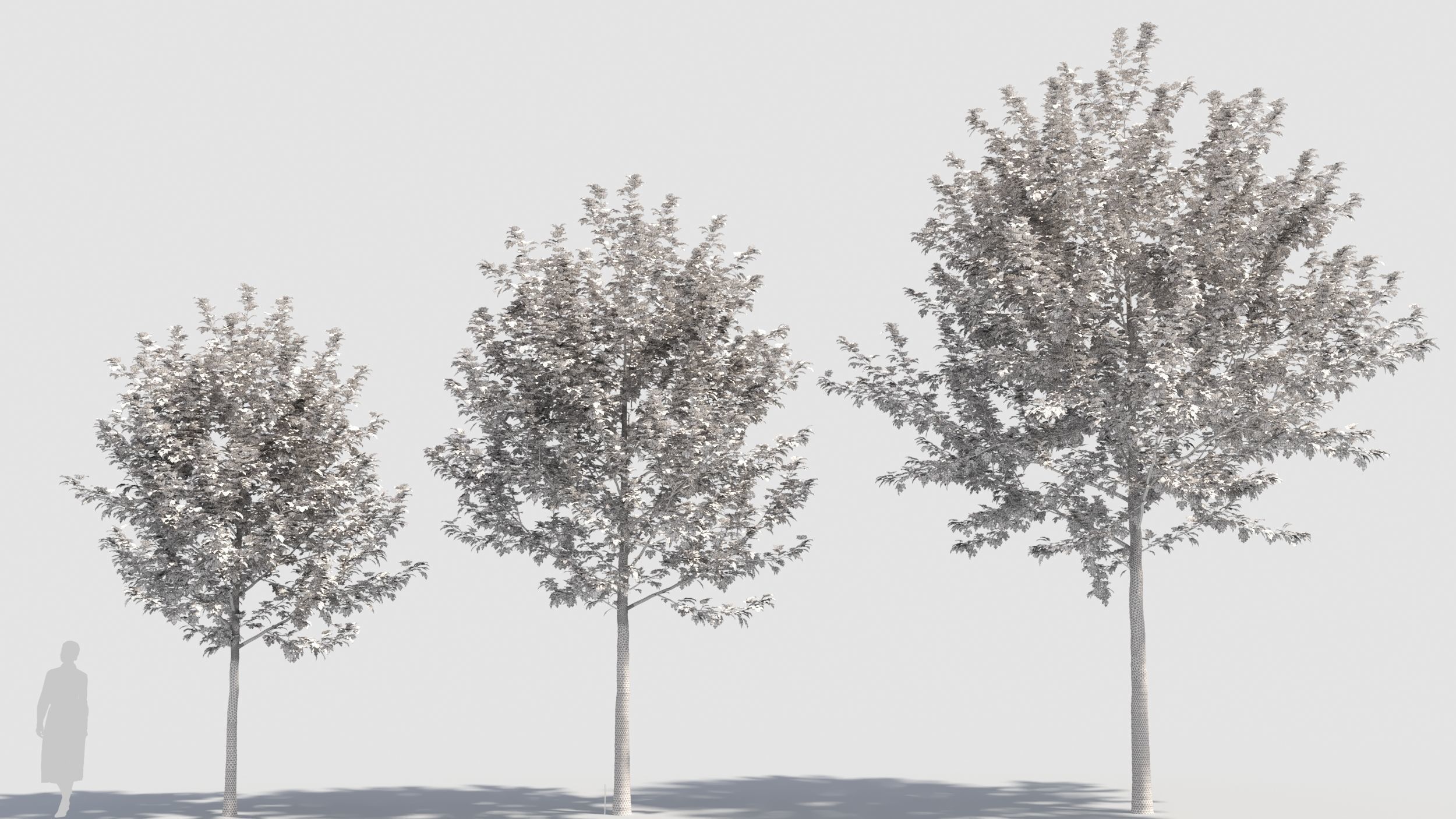 Acer x freemanii-1 3D model_8