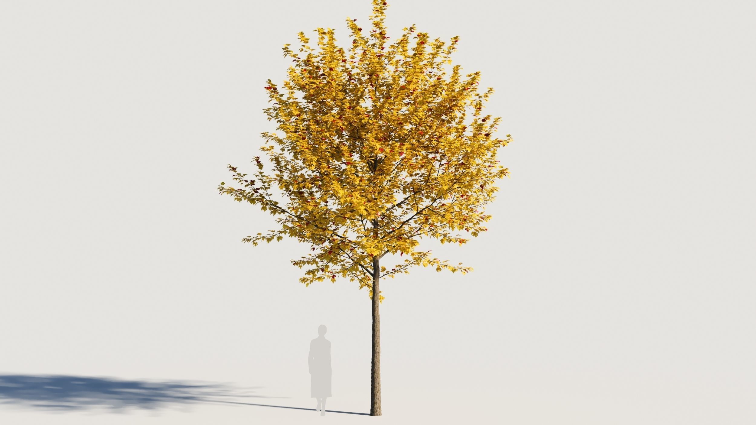 Acer x freemanii-1 3D model_6