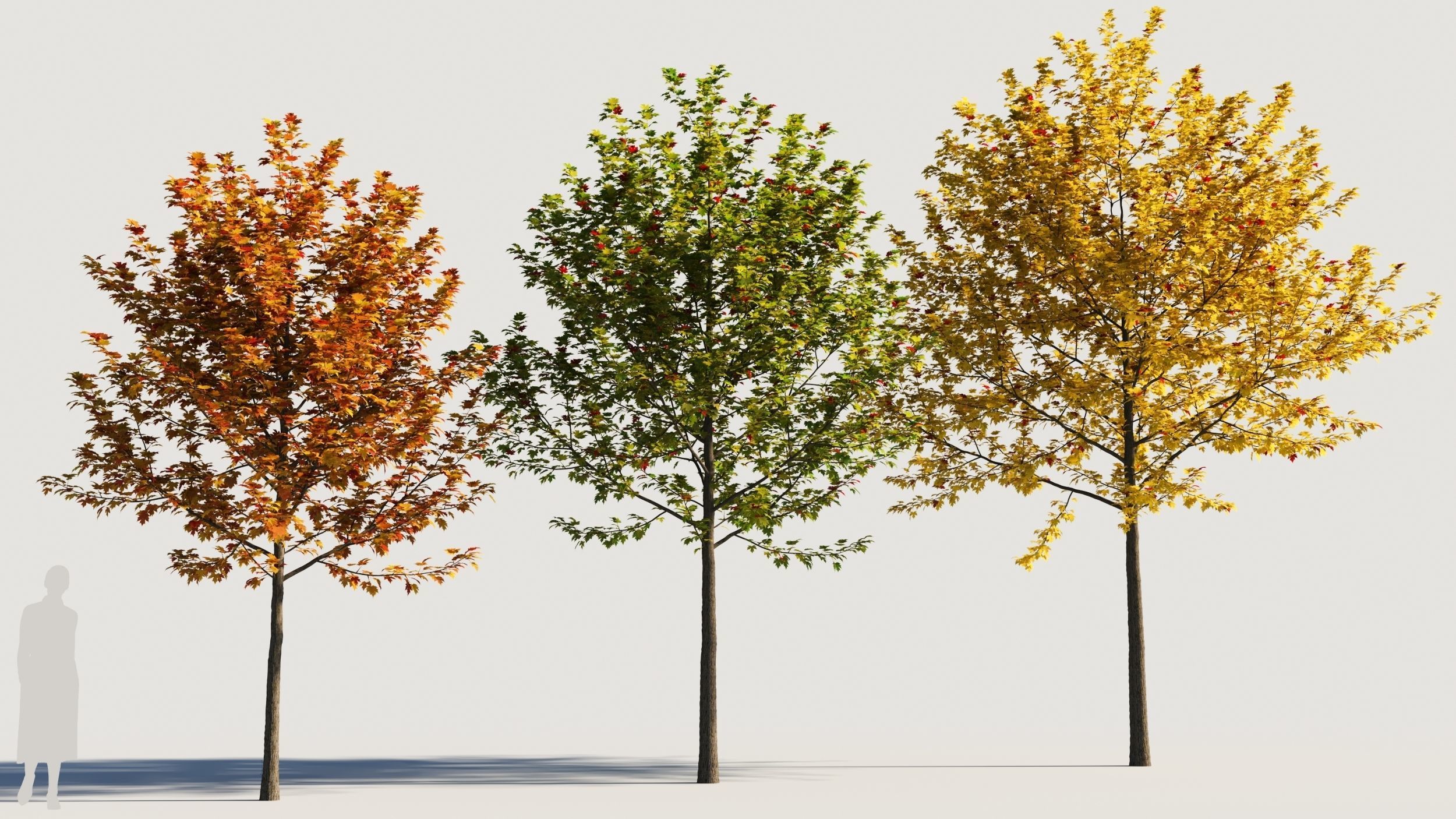 Acer x freemanii-1 3D model_1