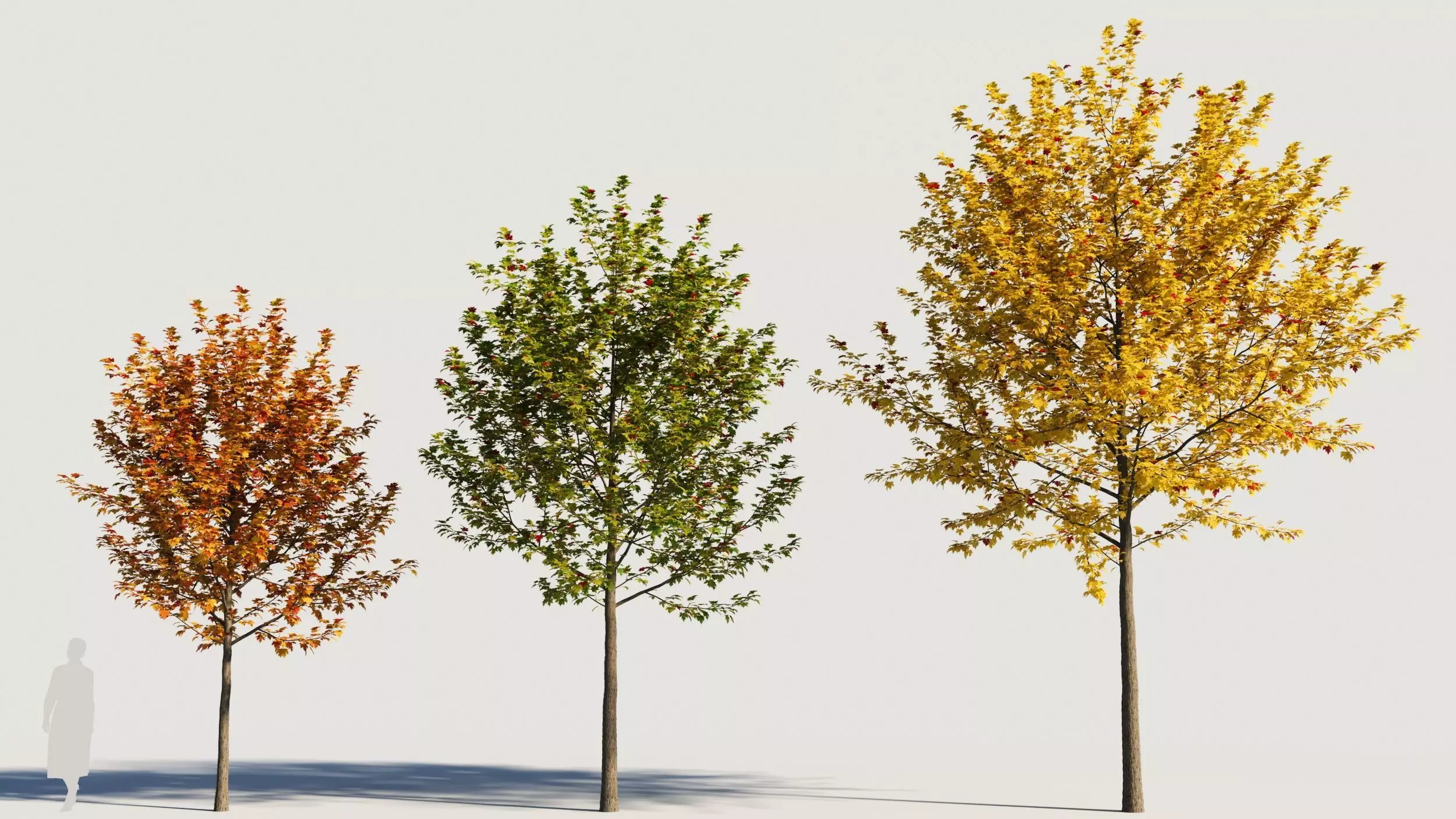 Acer x freemanii-1 3D model_0