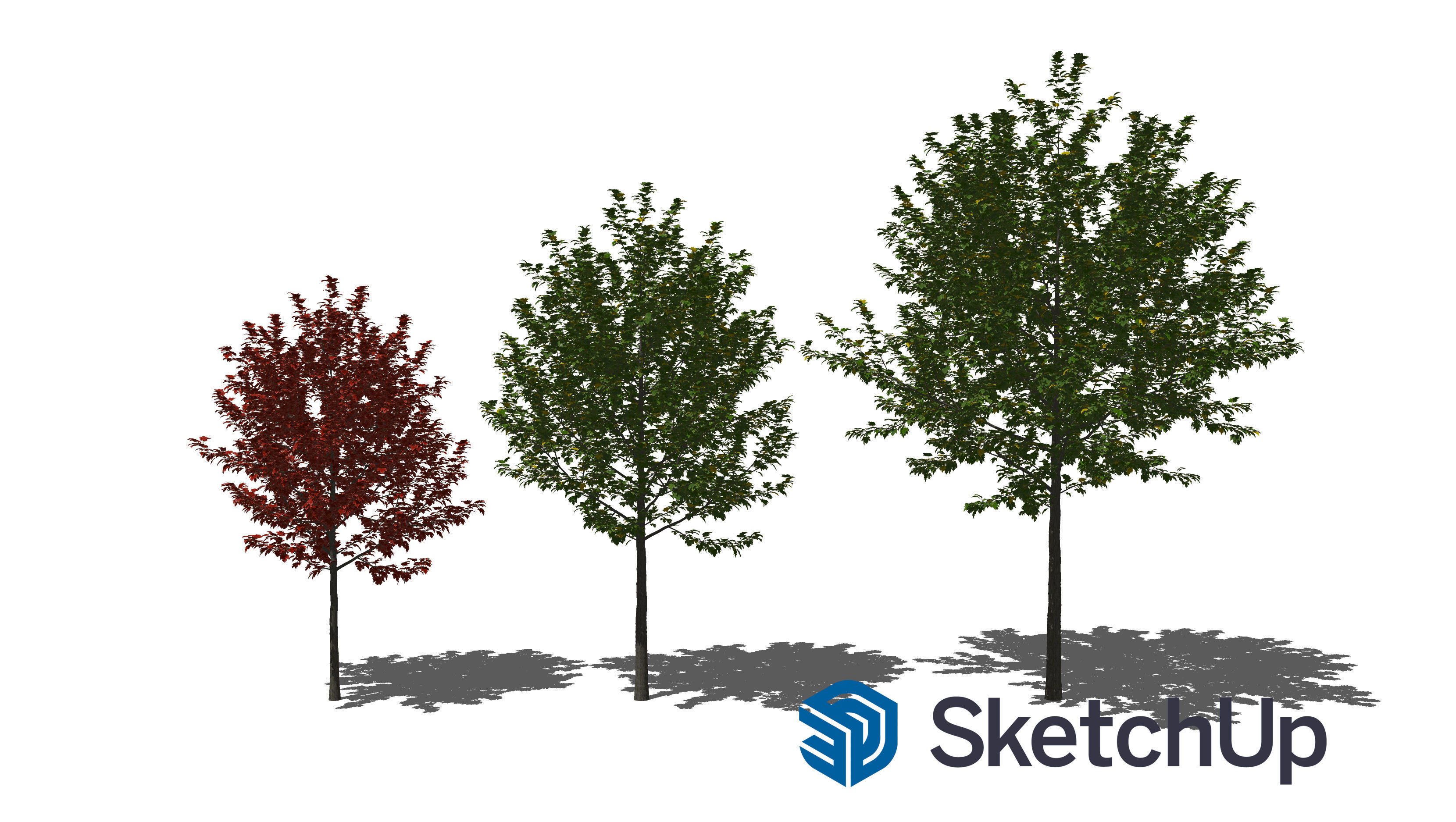 Acer x freemanii-1 3D model_7