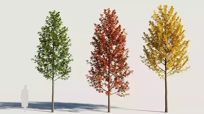 Acer x freemanii-2 3D model