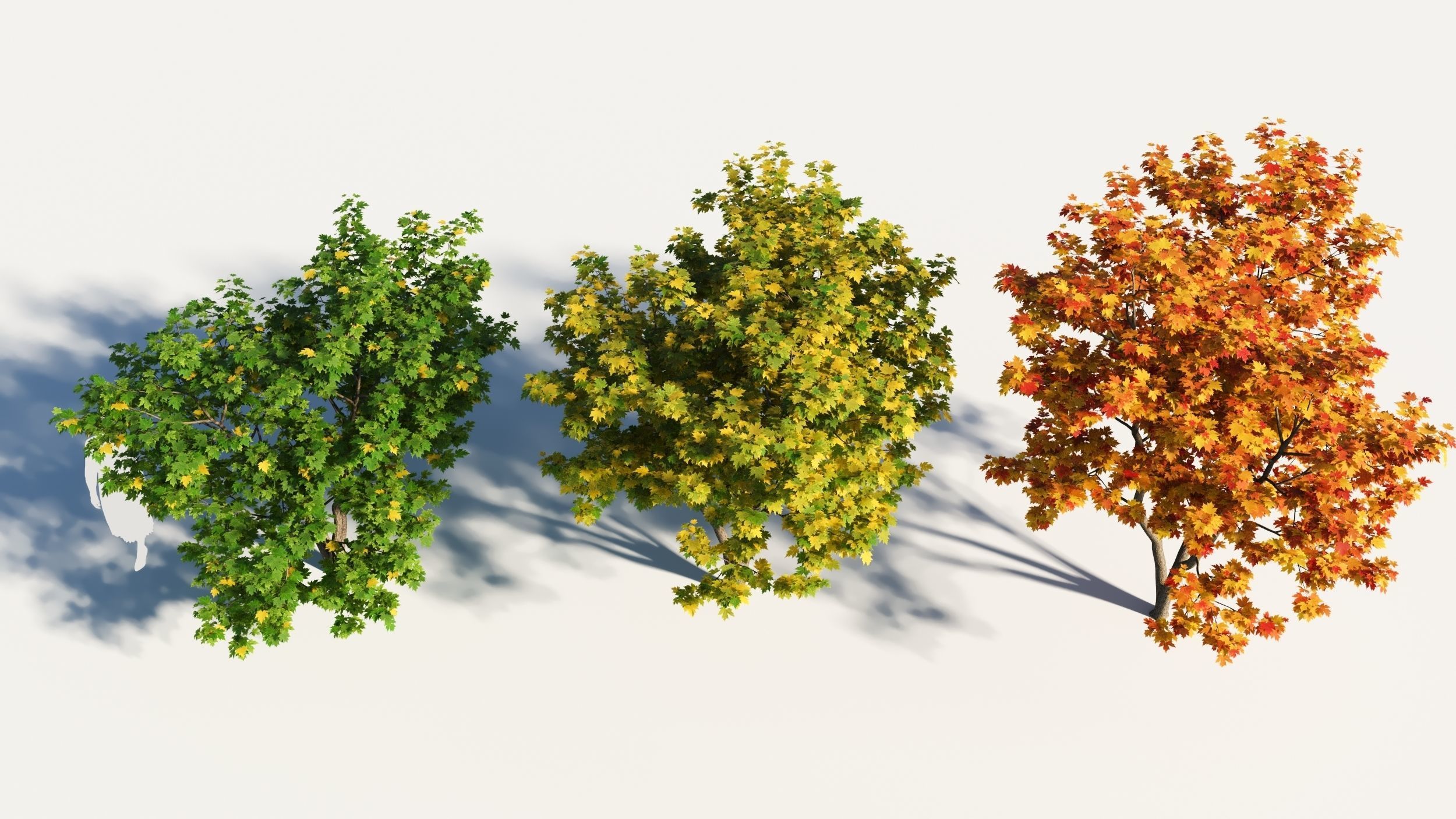 Acer x freemanii-5 3D model_1