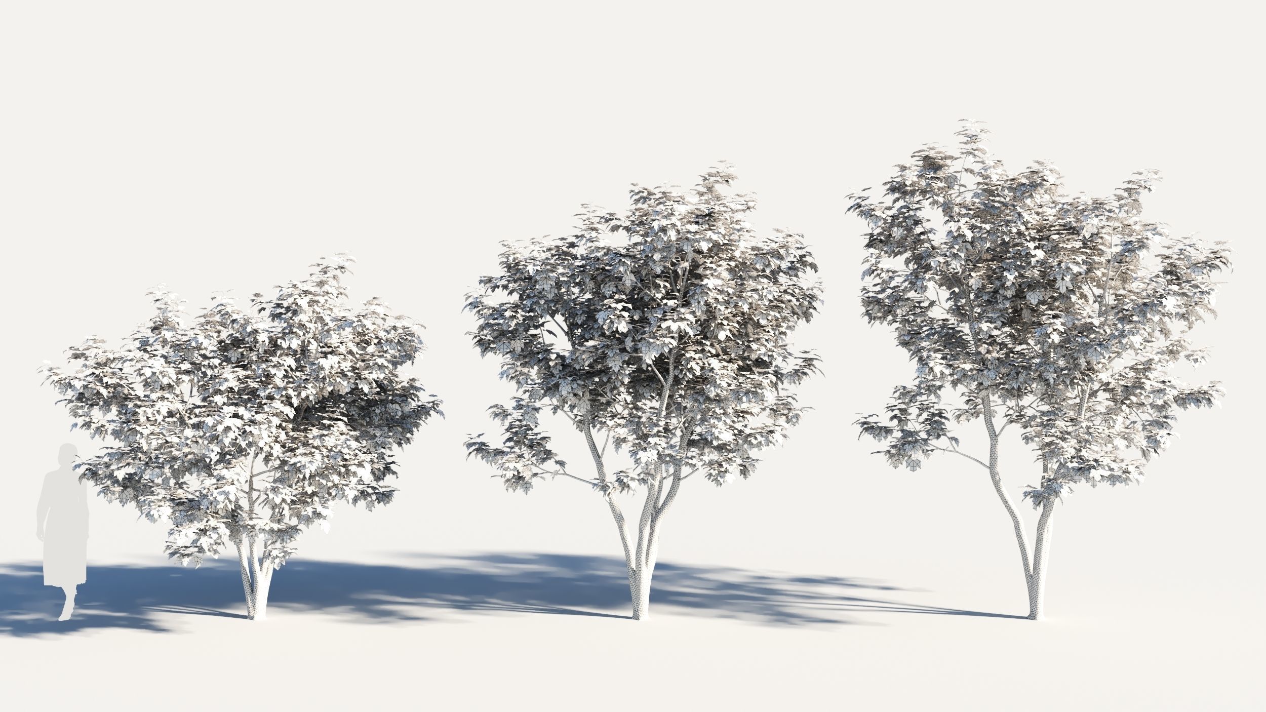 Acer x freemanii-5 3D model_8