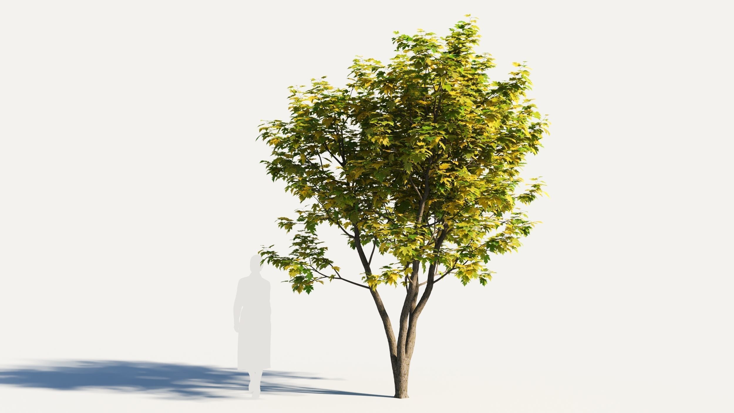Acer x freemanii-5 3D model_5