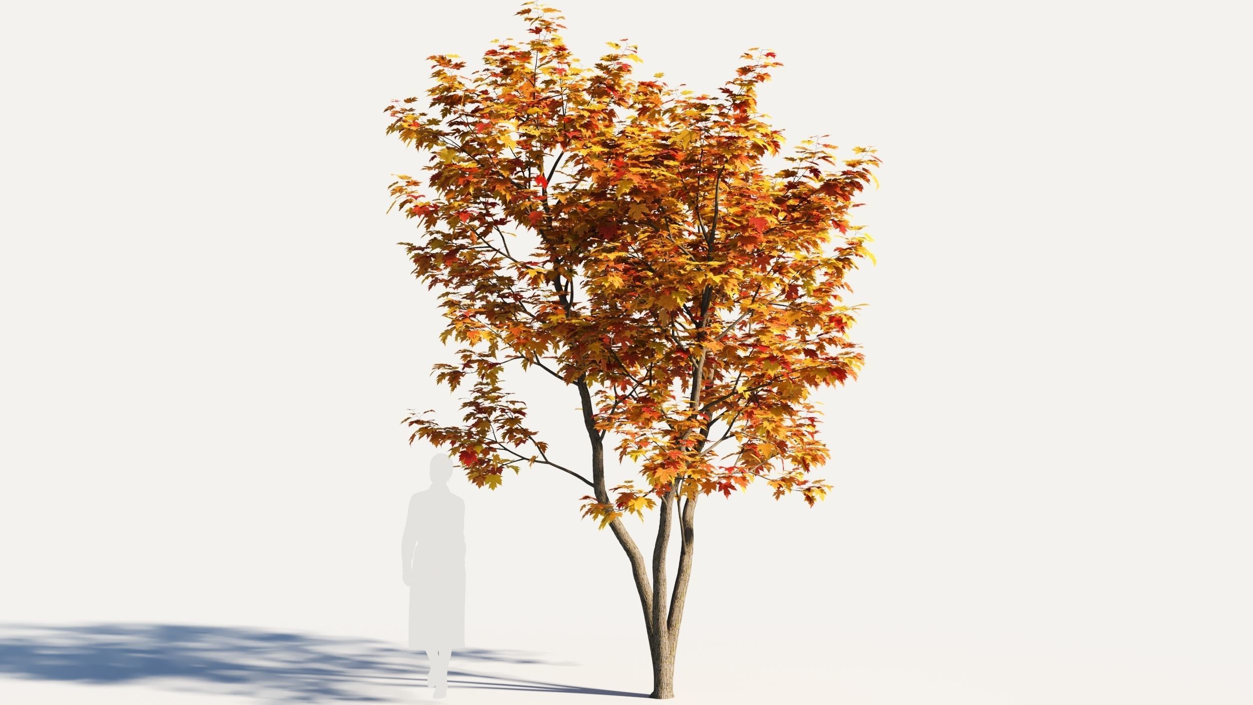 Acer x freemanii-5 3D model_6