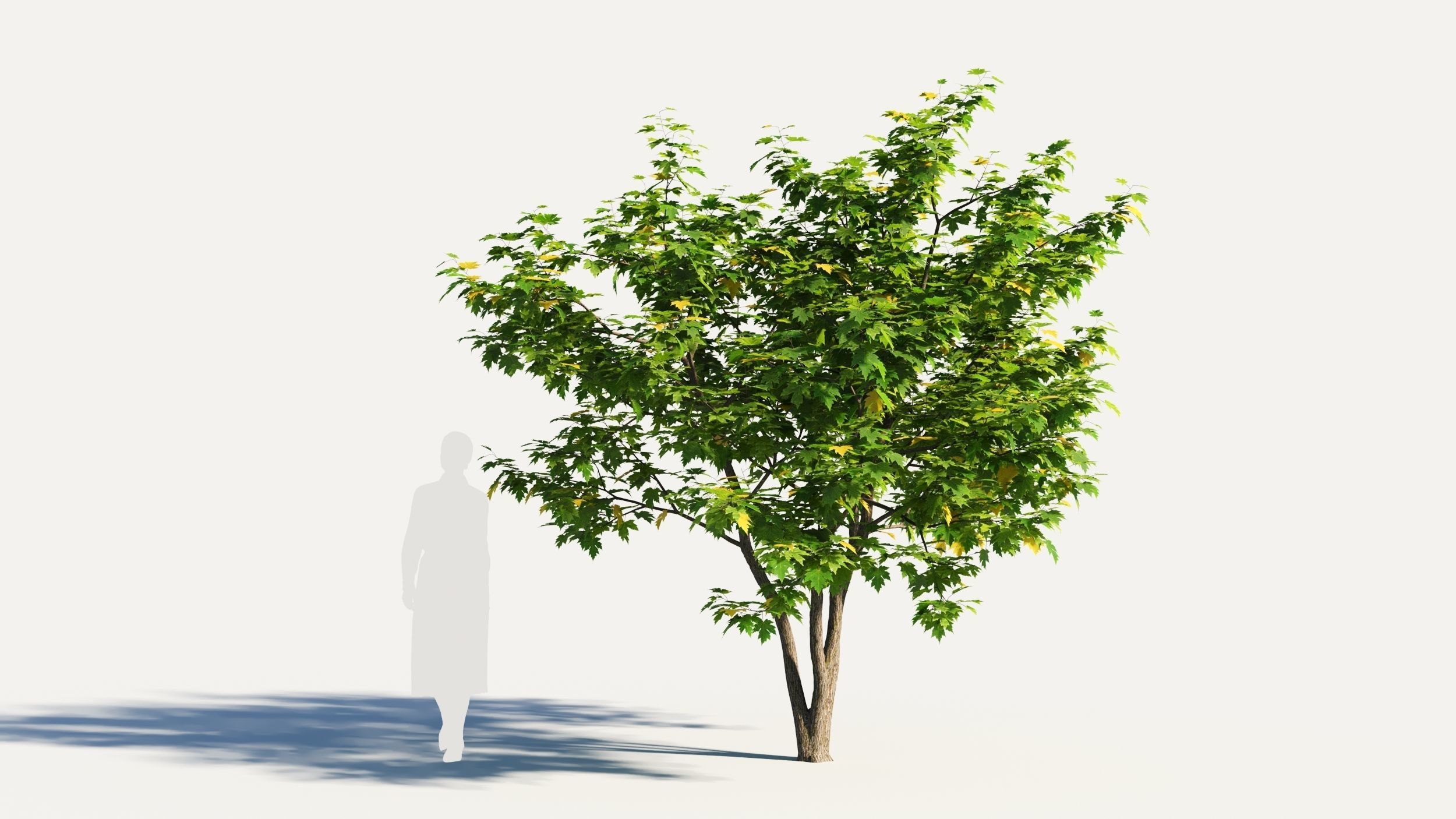 Acer x freemanii-5 3D model_4