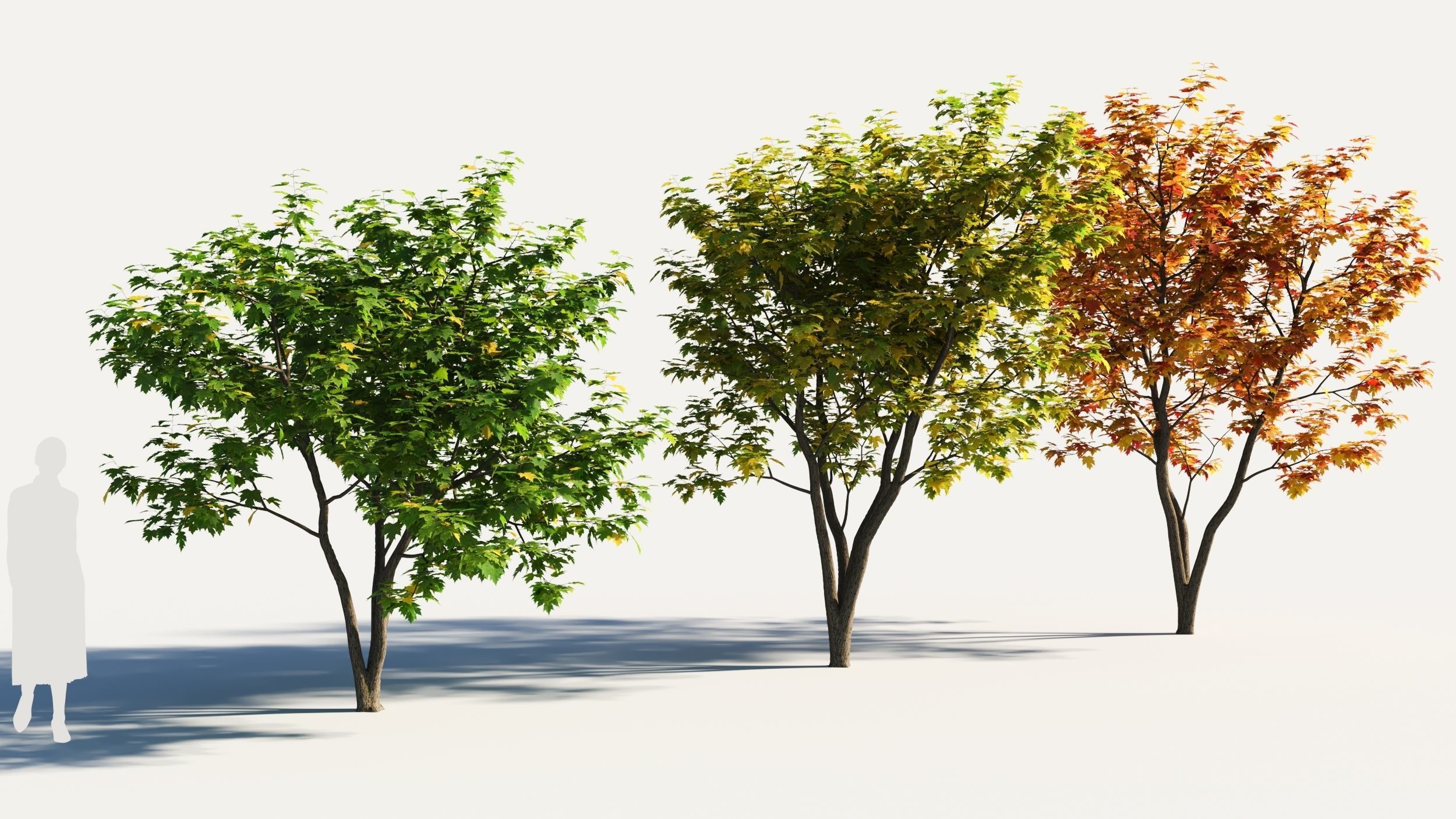 Acer x freemanii-5 3D model_2