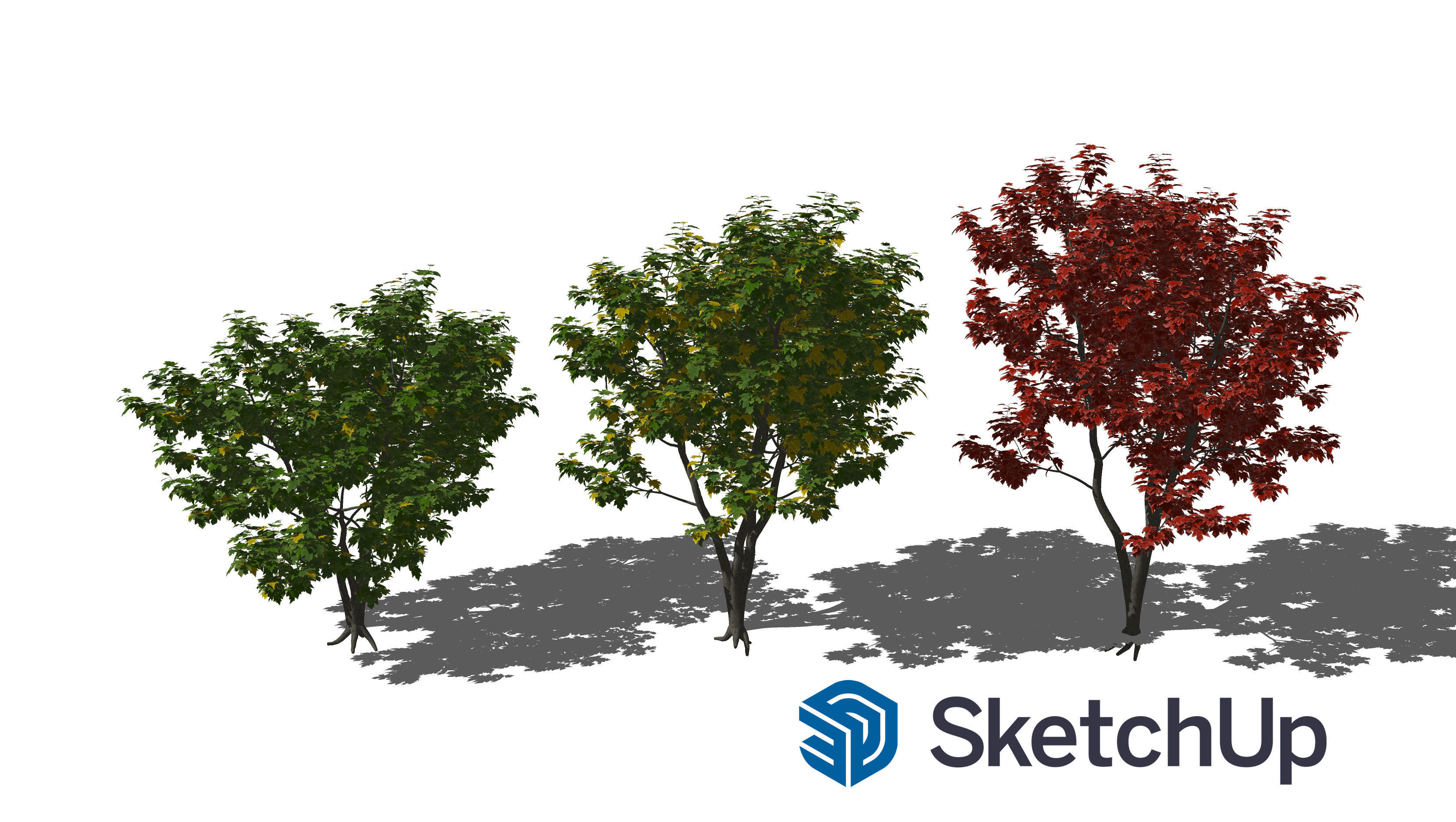 Acer x freemanii-5 3D model_7