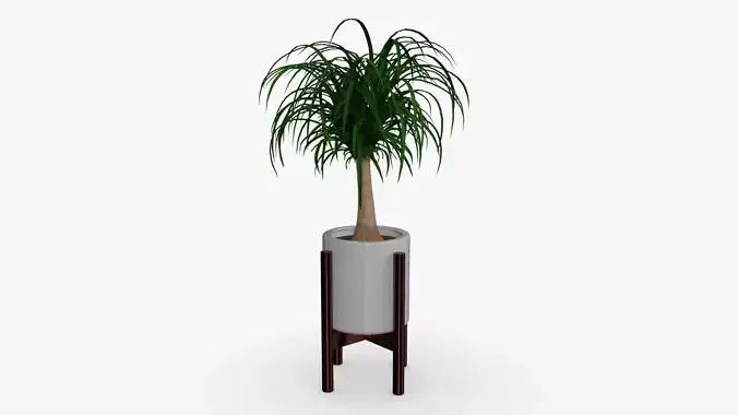 Beaucarnea Pot Low-poly 3D model
