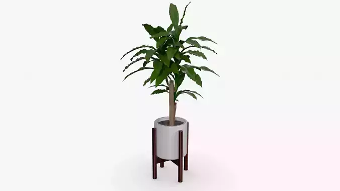 Dracaena Pot Low-poly 3D model