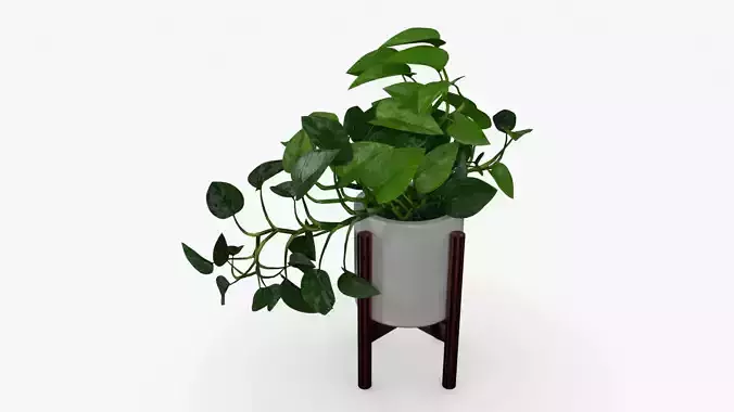 Epipremnum Pot Low-poly 3D model