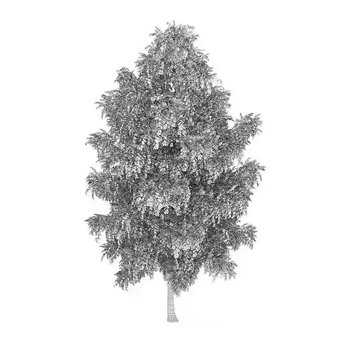 Silver Birch 2 Betula pendula 45090