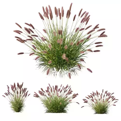 Pennisetum Alopecuroides Lampenputzergras Fountain Hameln02 3D model