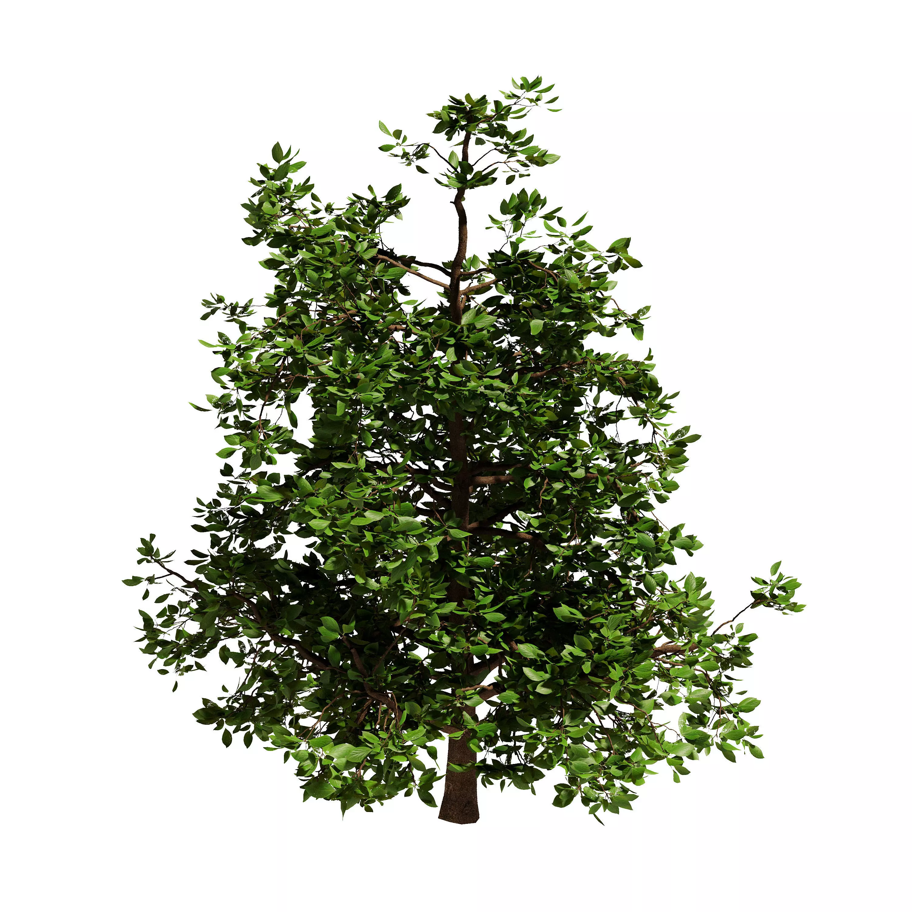 Small Tree 3D model