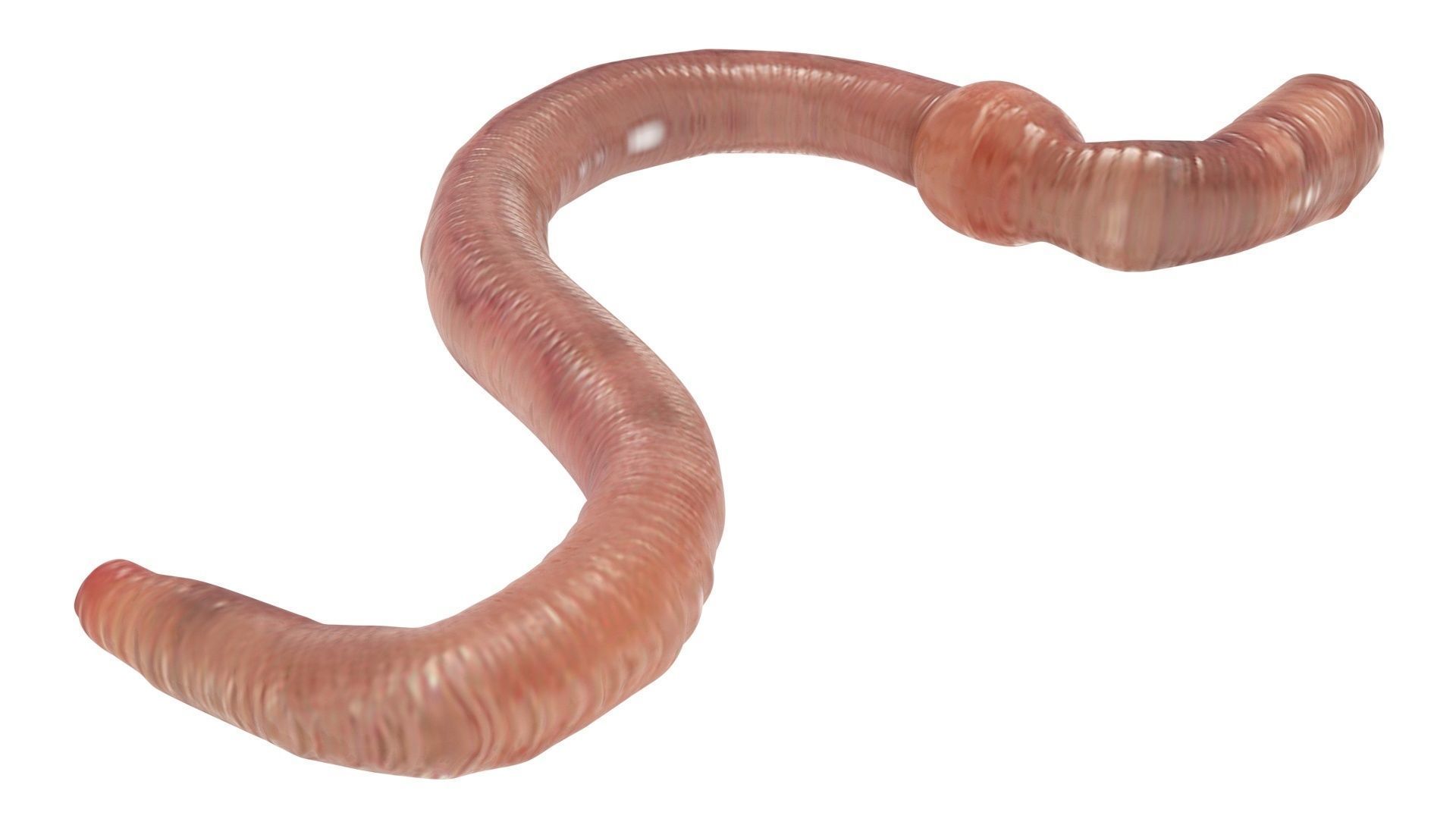 Earthworm 3D model_7