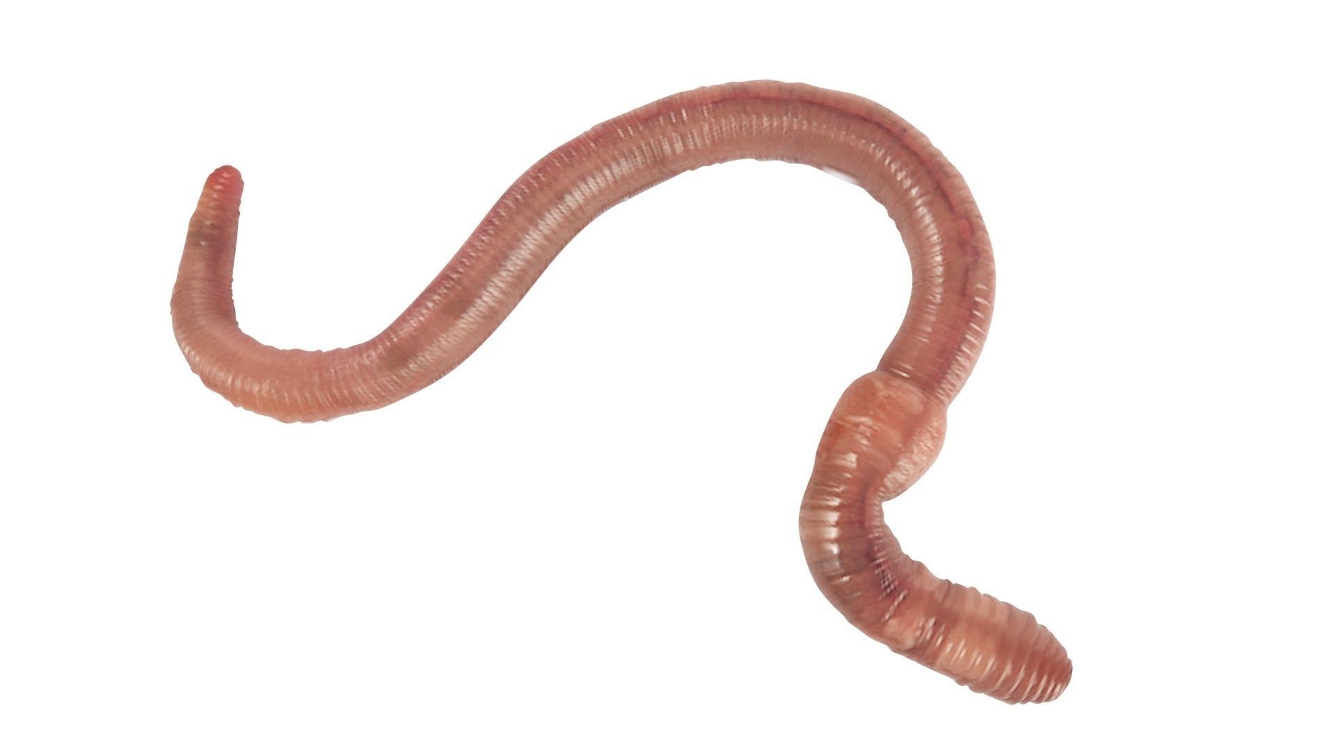 Earthworm 3D model_8
