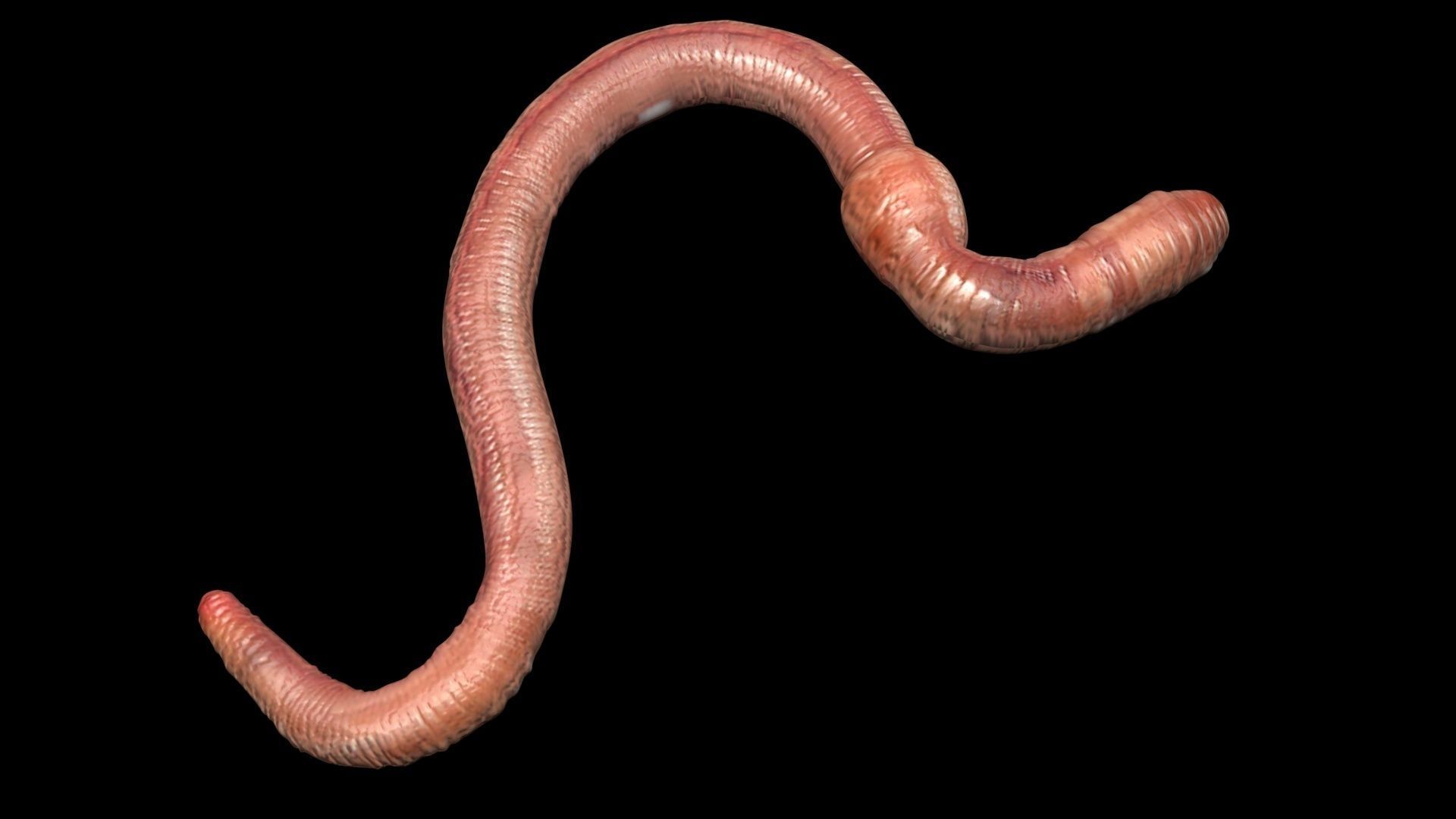 Earthworm 3D model_6