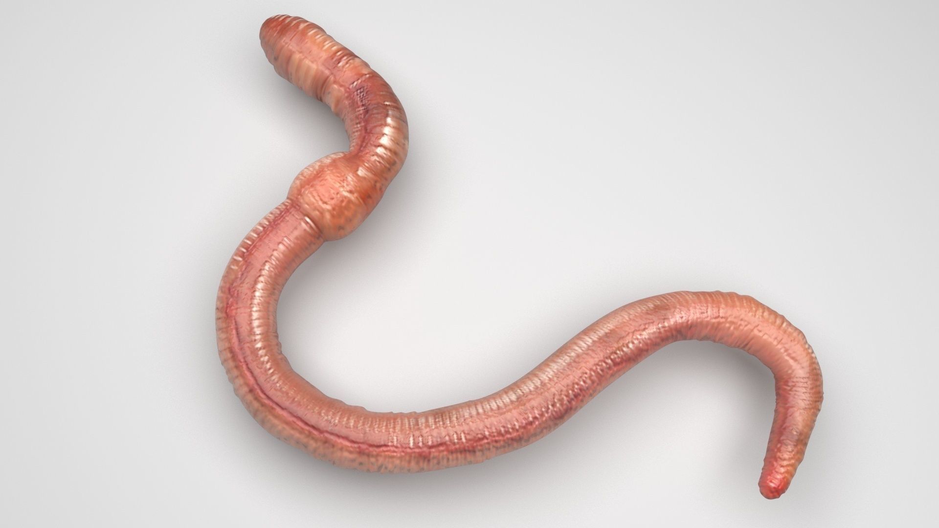 Earthworm 3D model_3