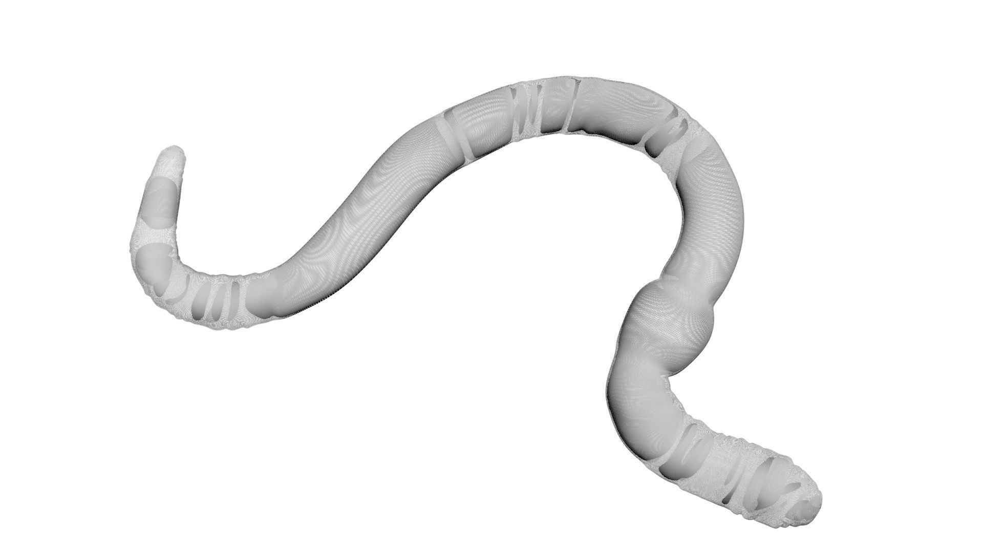 Earthworm 3D model_14