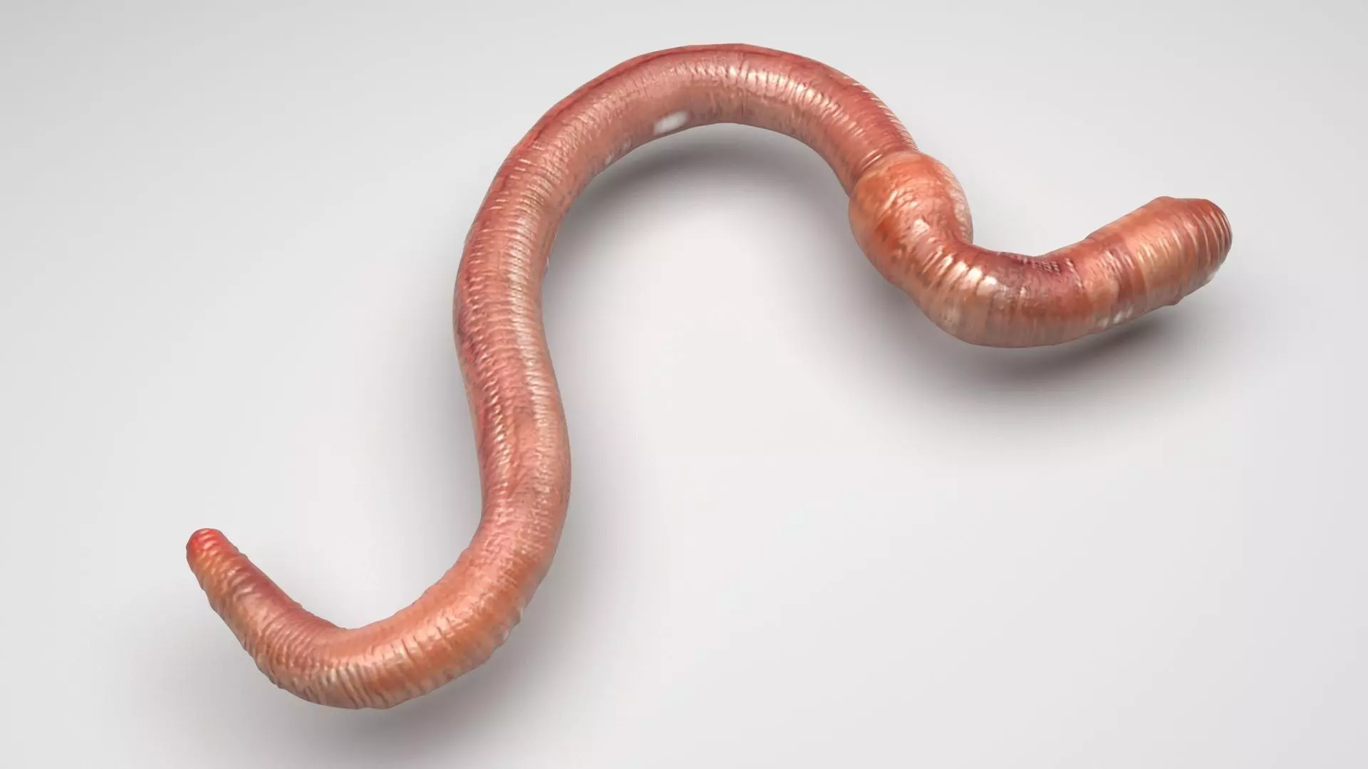 Earthworm 3D model_0