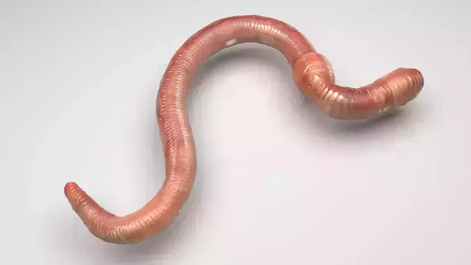 Earthworm 3D model