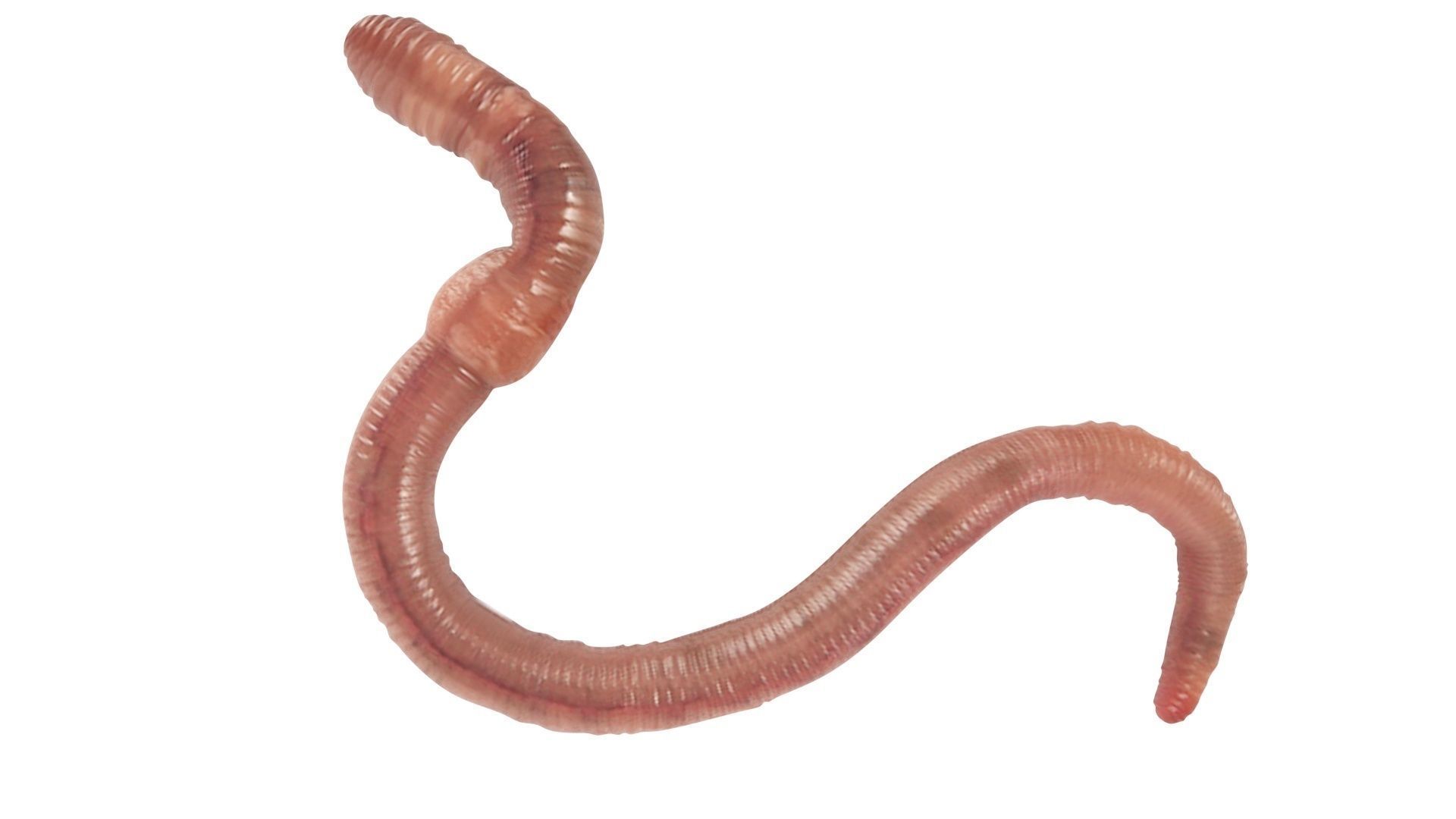 Earthworm 3D model_10